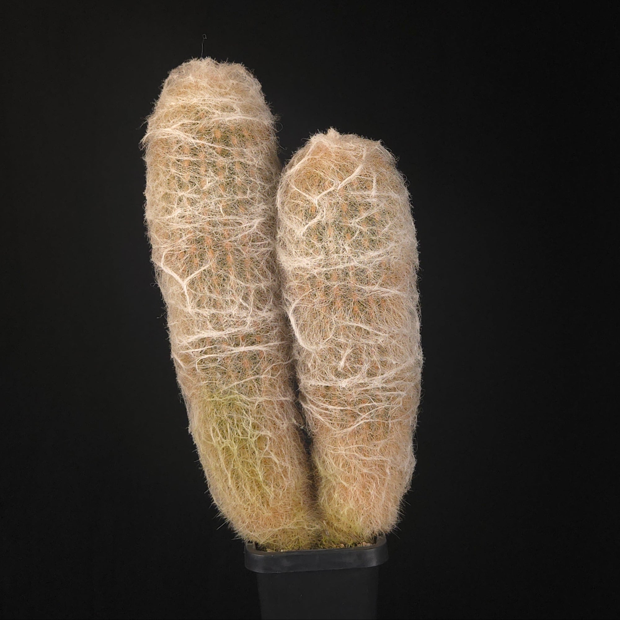 Espostoa lanata Dichotomous – One-Off Specimen