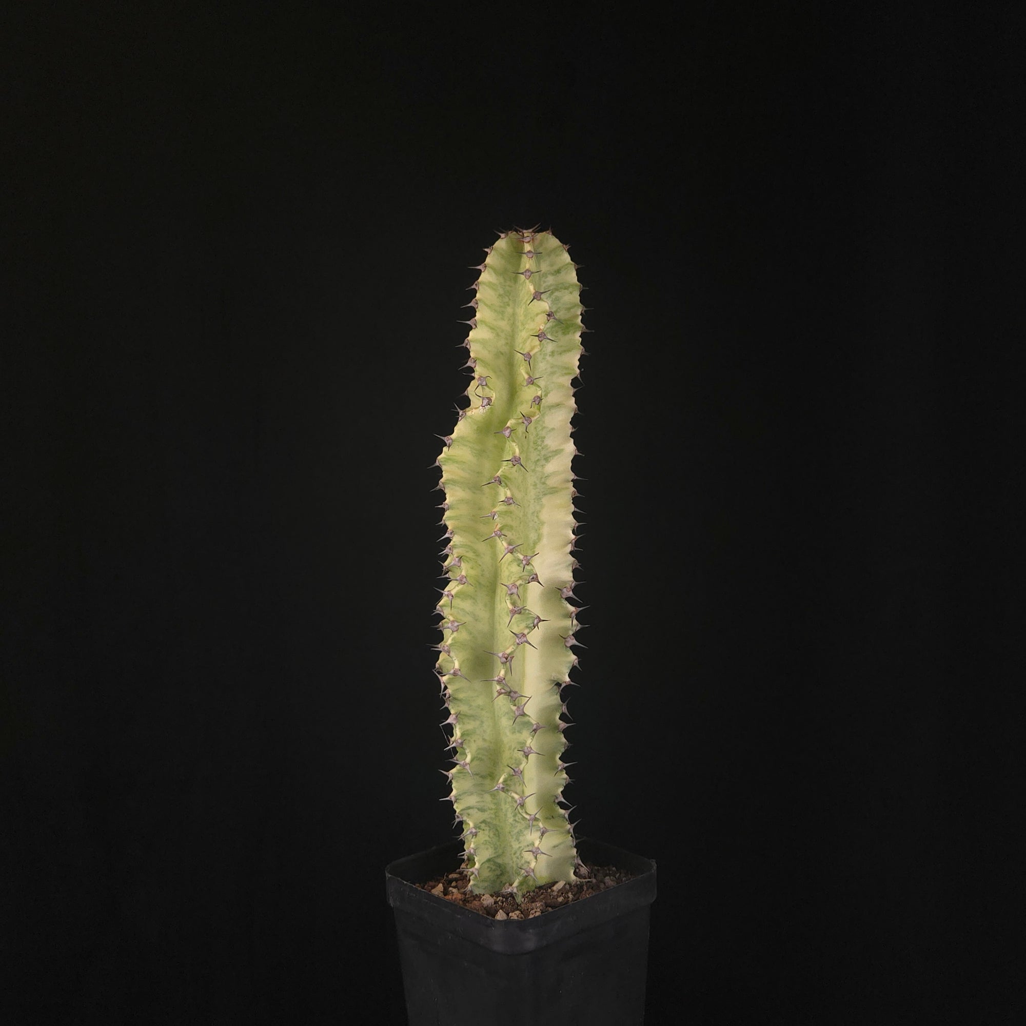 Euphorbia ammak variegata (WA Prohibited)