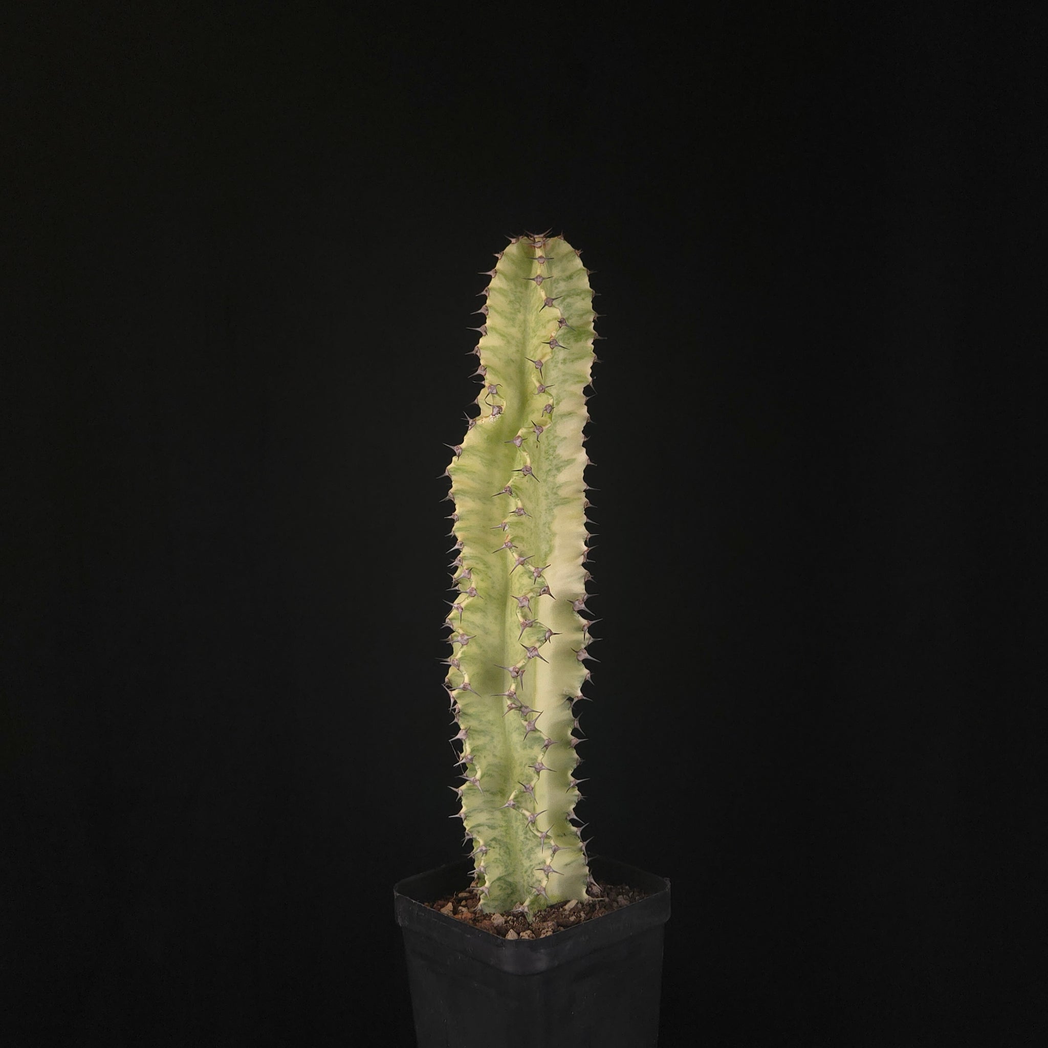 Euphorbia ammak variegata (WA Prohibited)