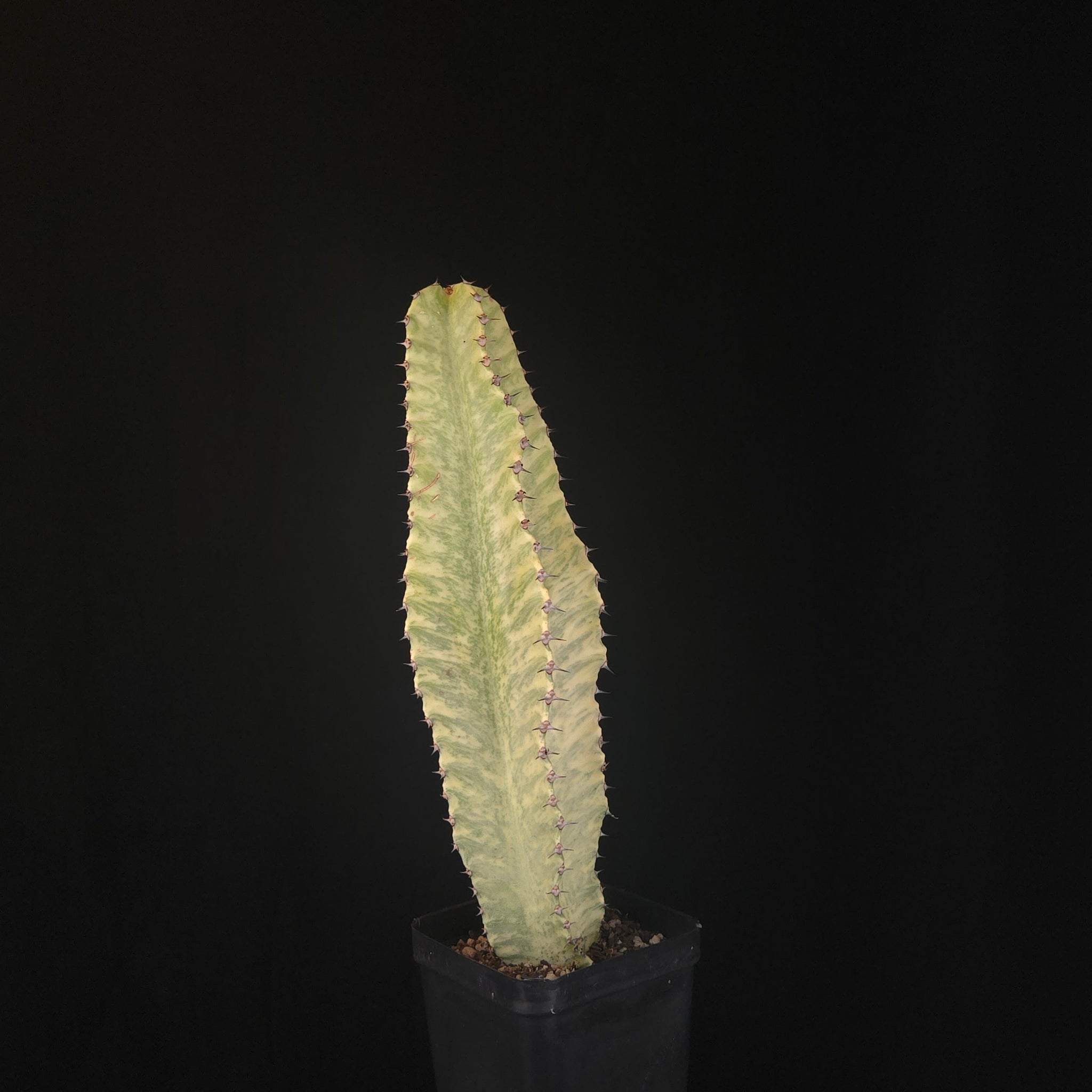 Euphorbia ammak variegata (WA Prohibited)