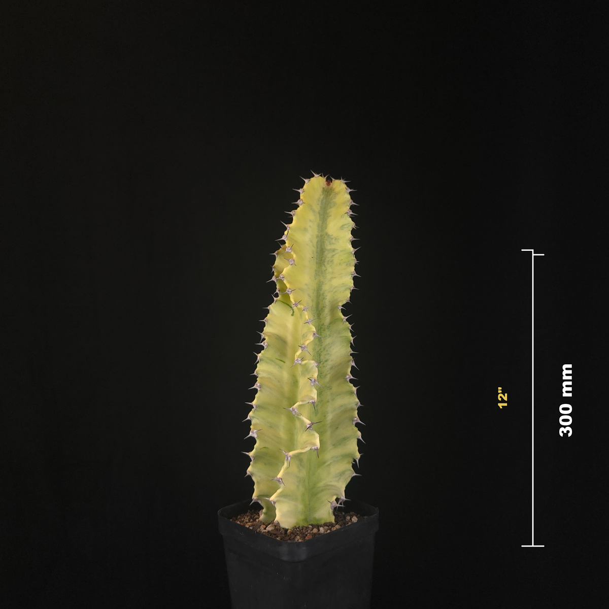 Euphorbia ammak variegata (WA Prohibited)