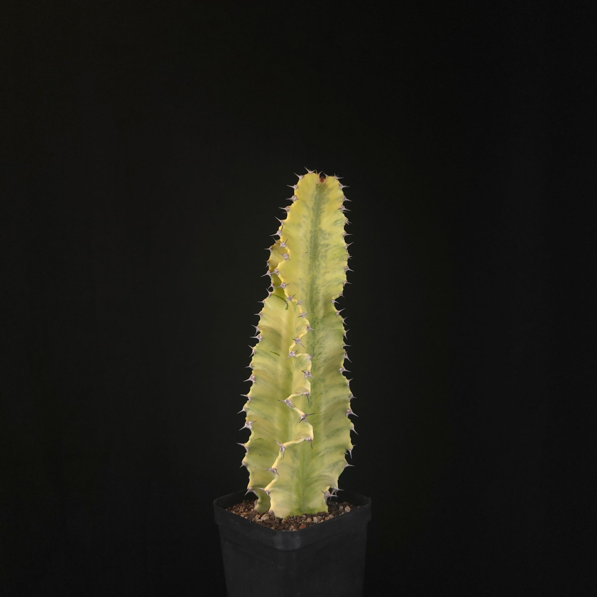 Euphorbia ammak variegata (WA Prohibited)