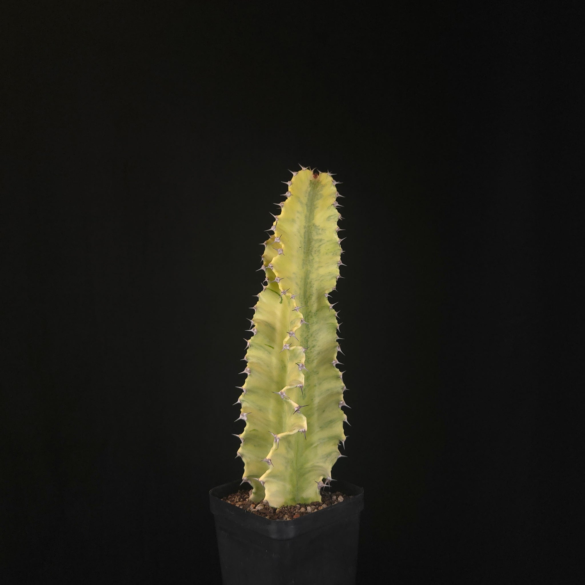 Euphorbia ammak variegata (WA Prohibited)