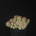 Mammillaria geminispina (elegans form)