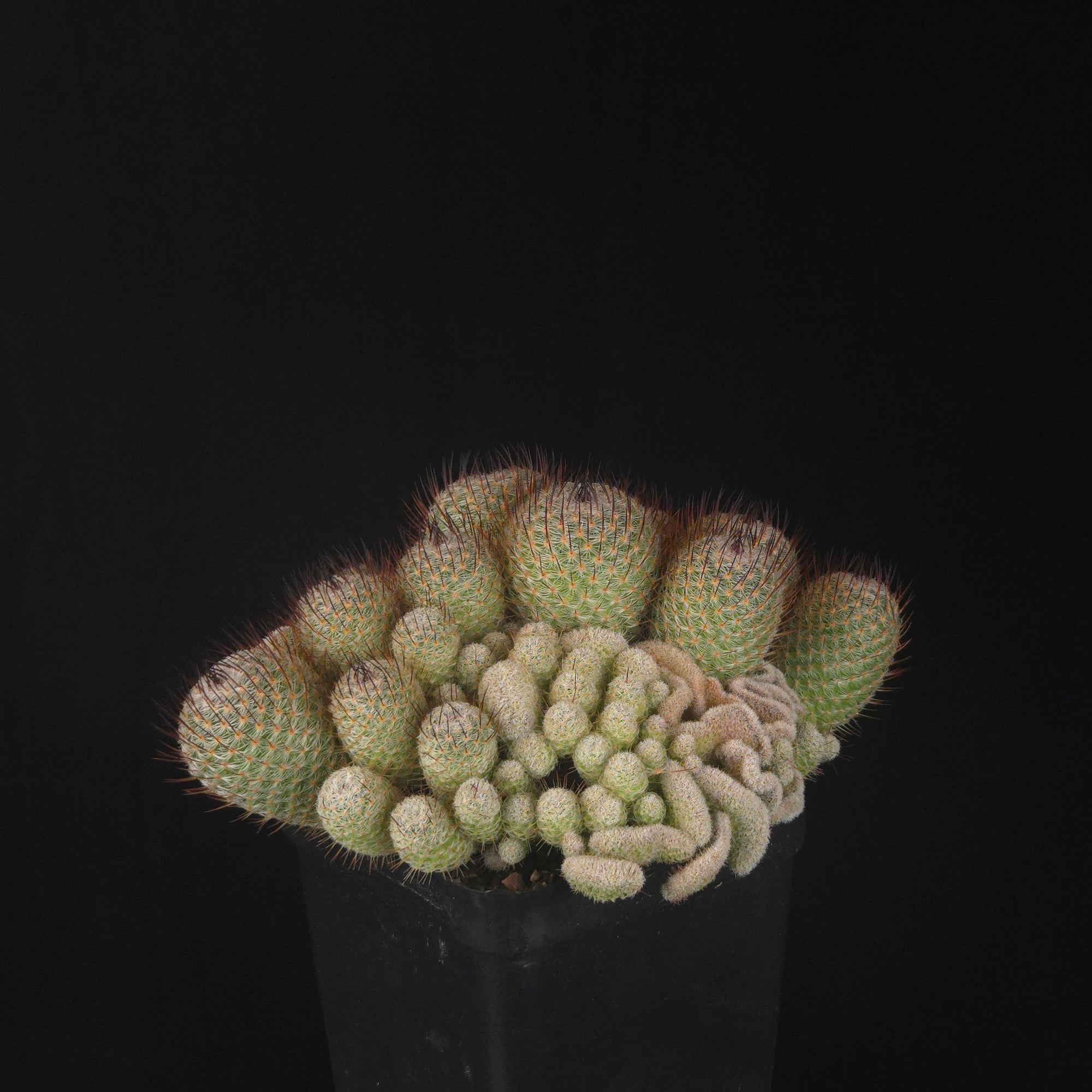 Mammillaria geminispina (elegans form)