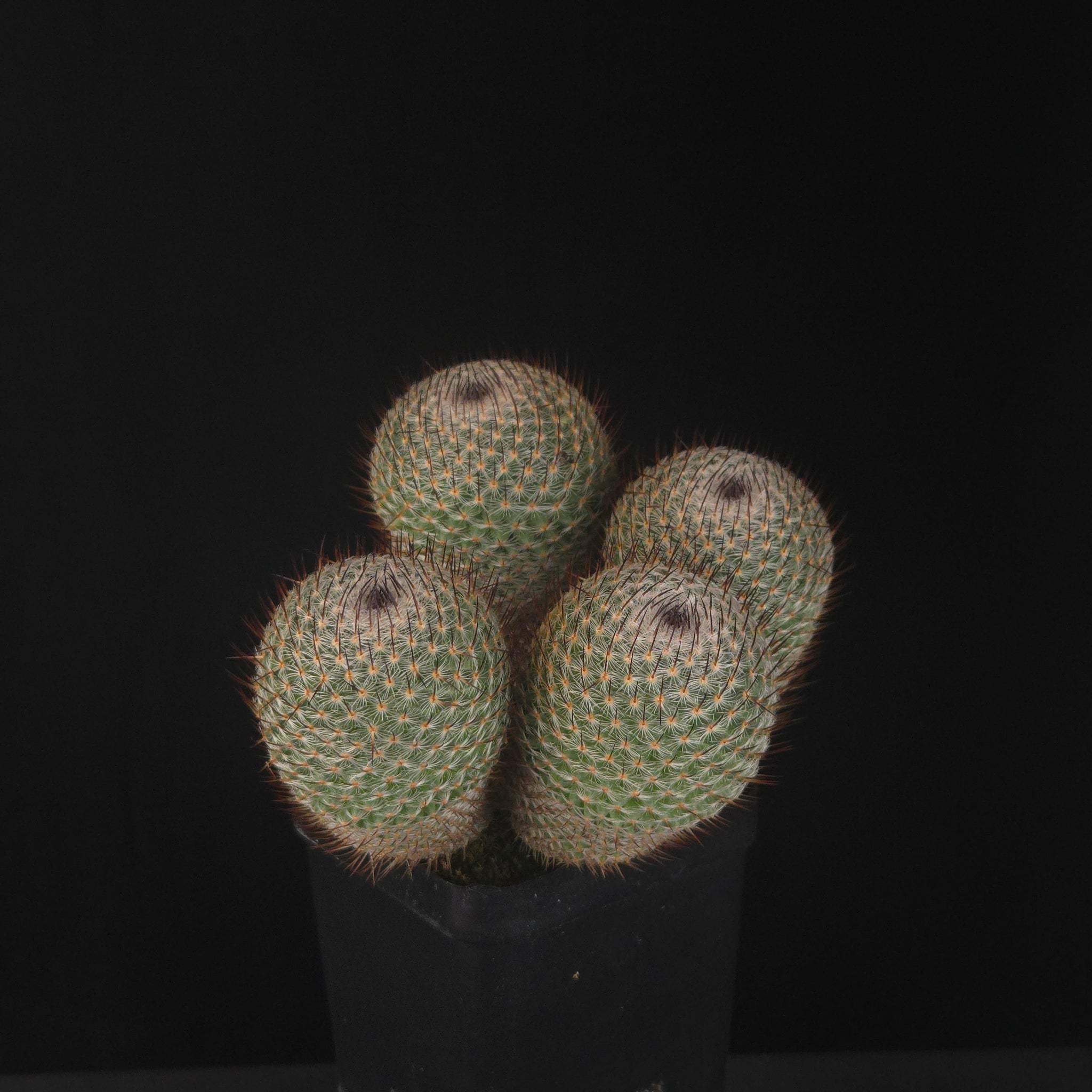Mammillaria geminispina (elegans form)