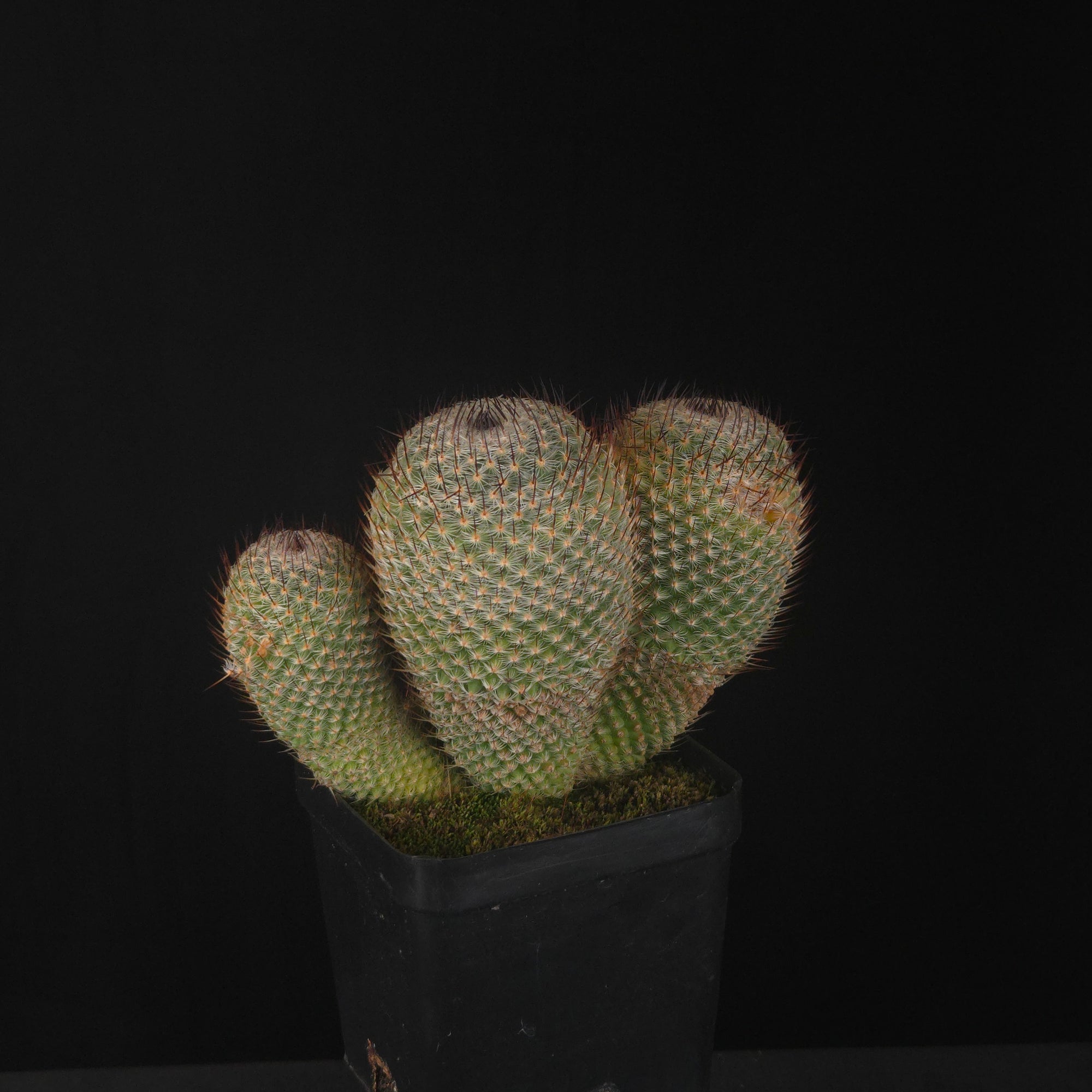 Mammillaria geminispina (elegans form)