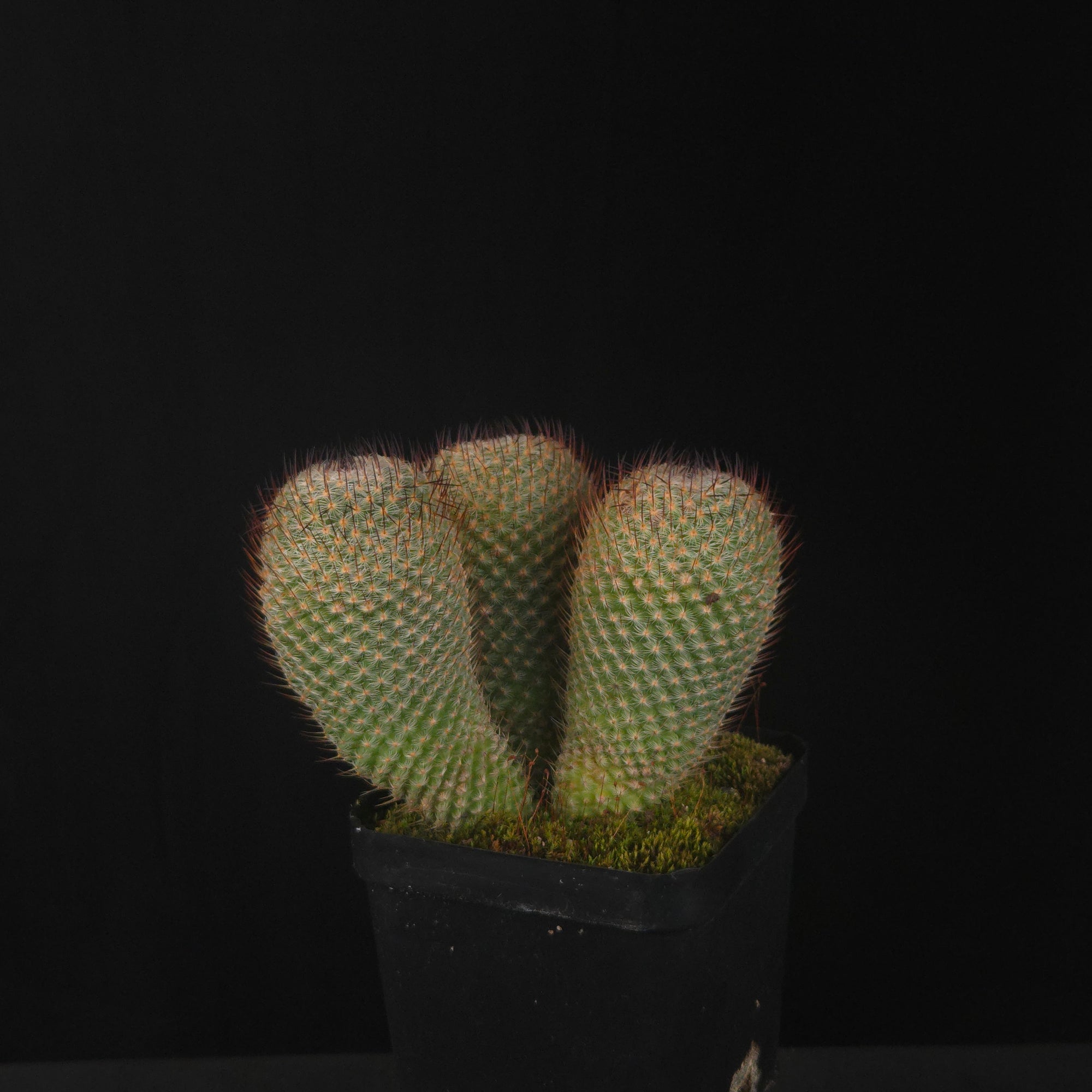 Mammillaria geminispina (elegans form)