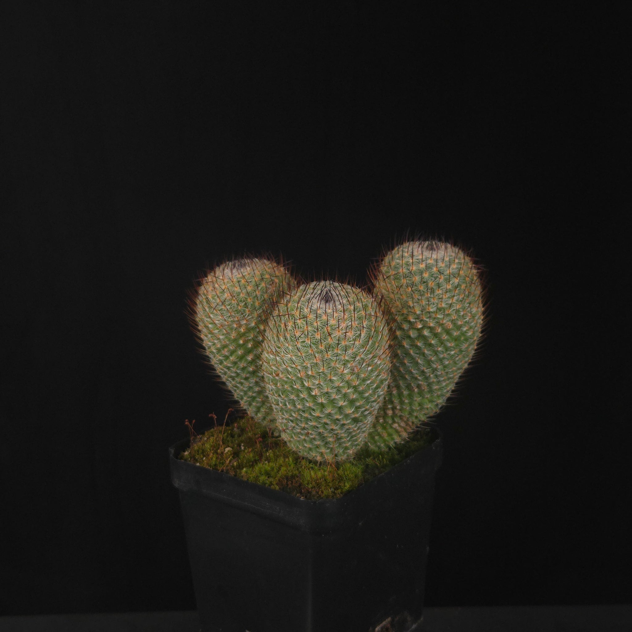 Mammillaria geminispina (elegans form)