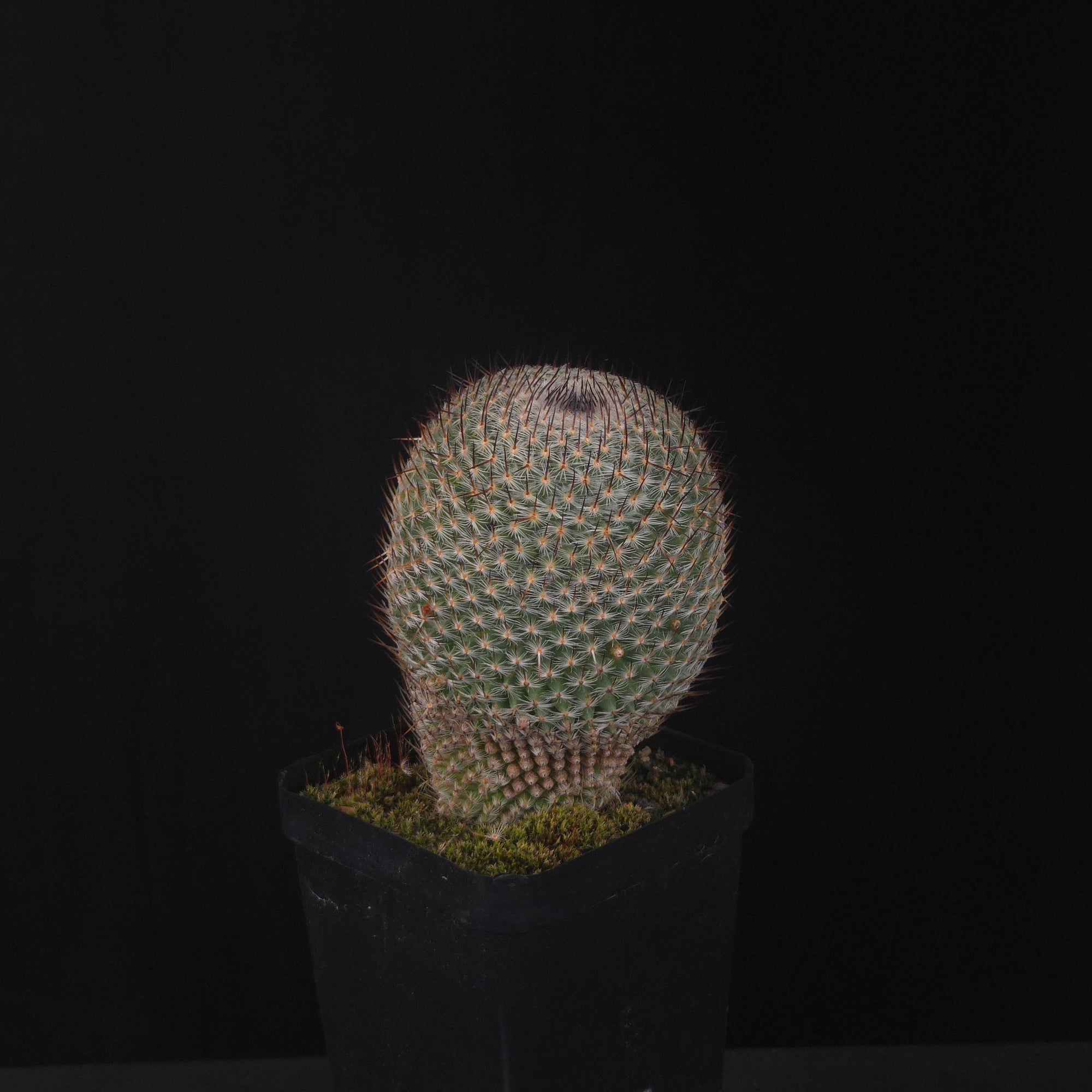Mammillaria geminispina (elegans form)