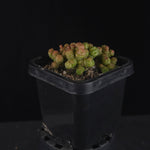 Mammillaria bocasana 'Pimple'