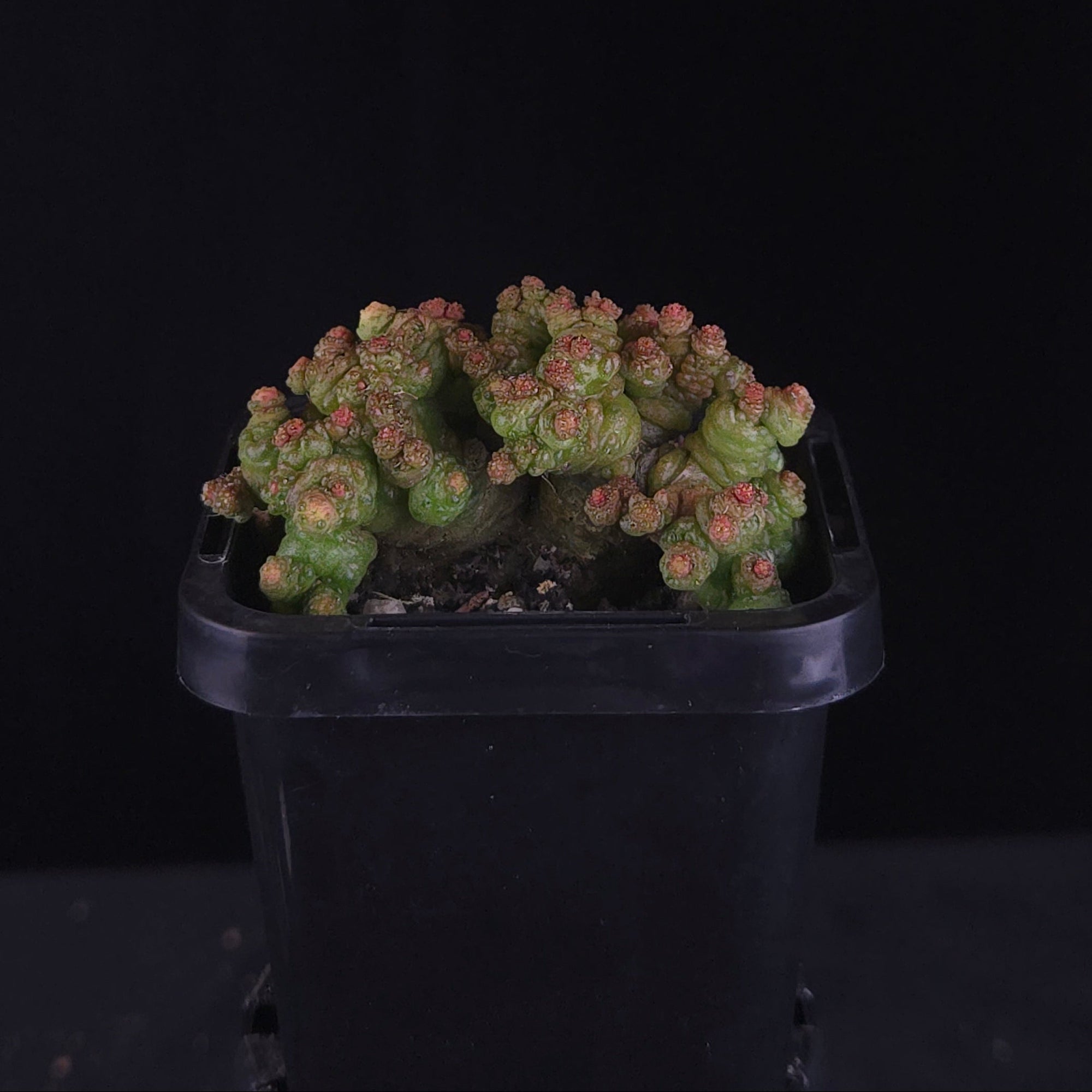 Mammillaria bocasana 'Pimple'