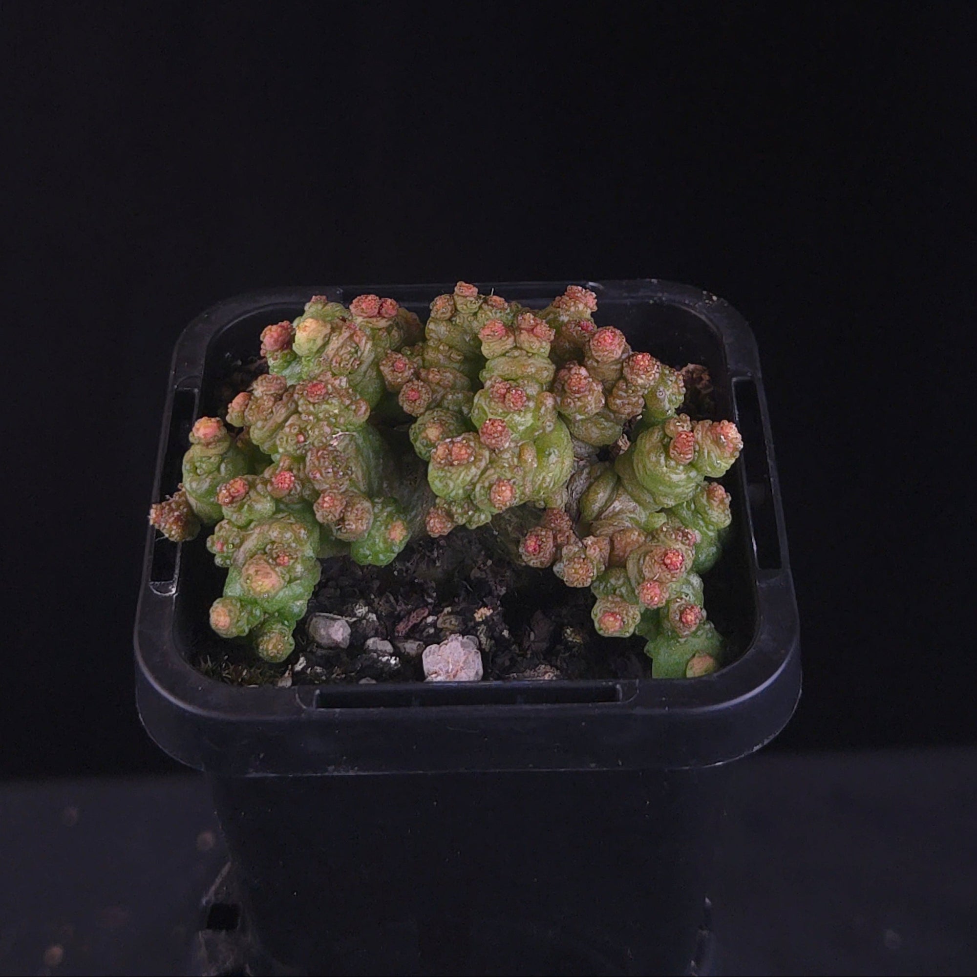 Mammillaria bocasana 'Pimple'