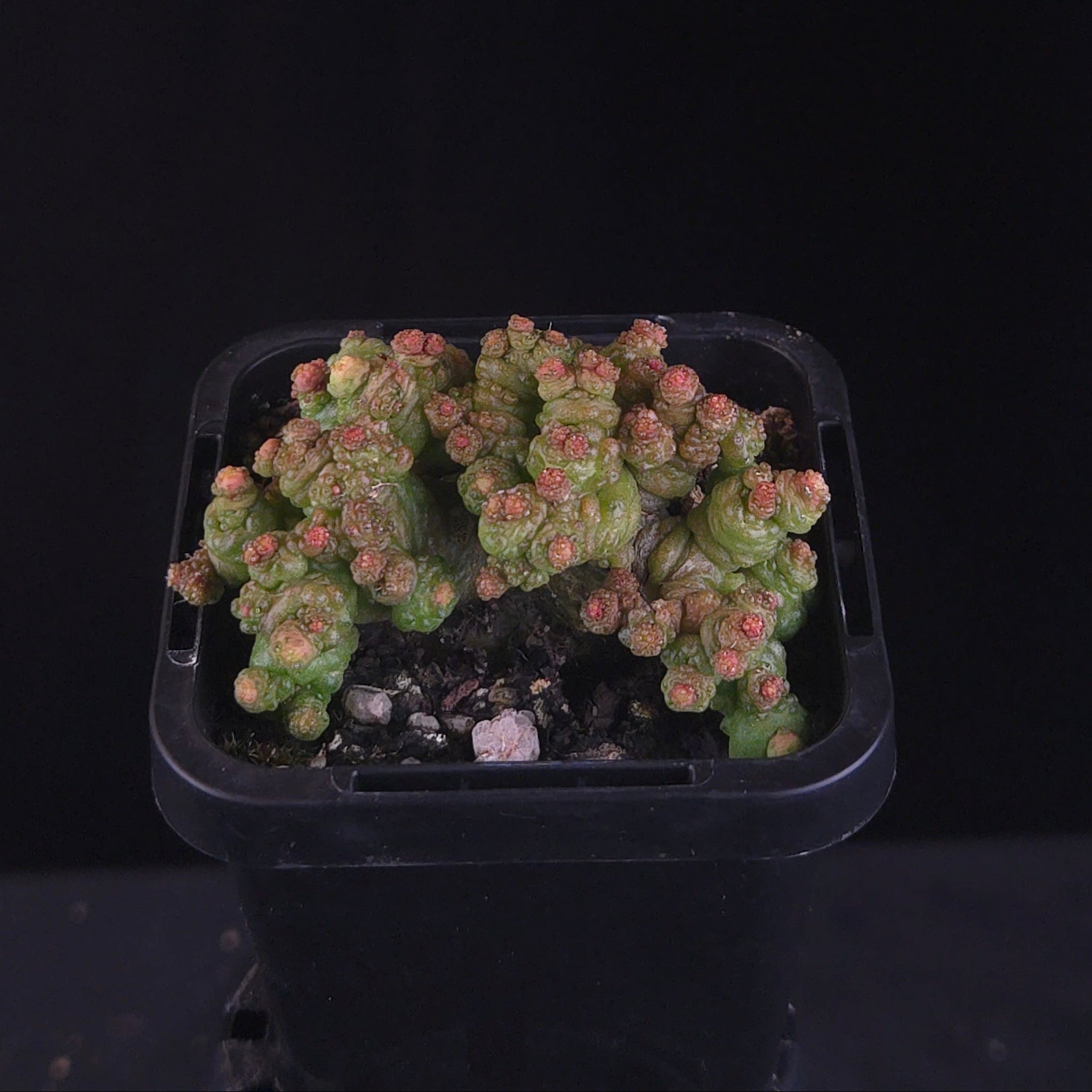 Mammillaria bocasana 'Pimple'