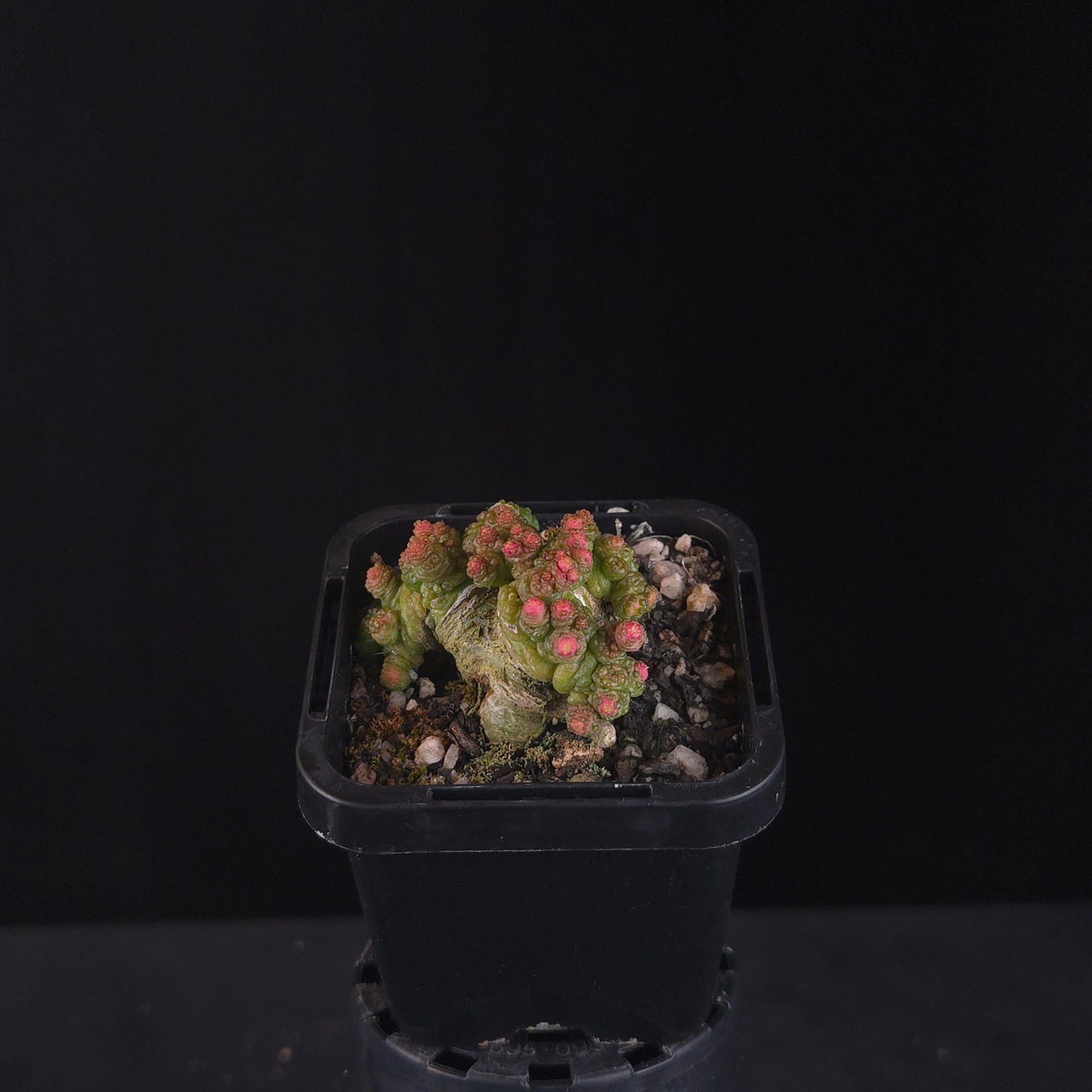 Mammillaria bocasana 'Pimple'