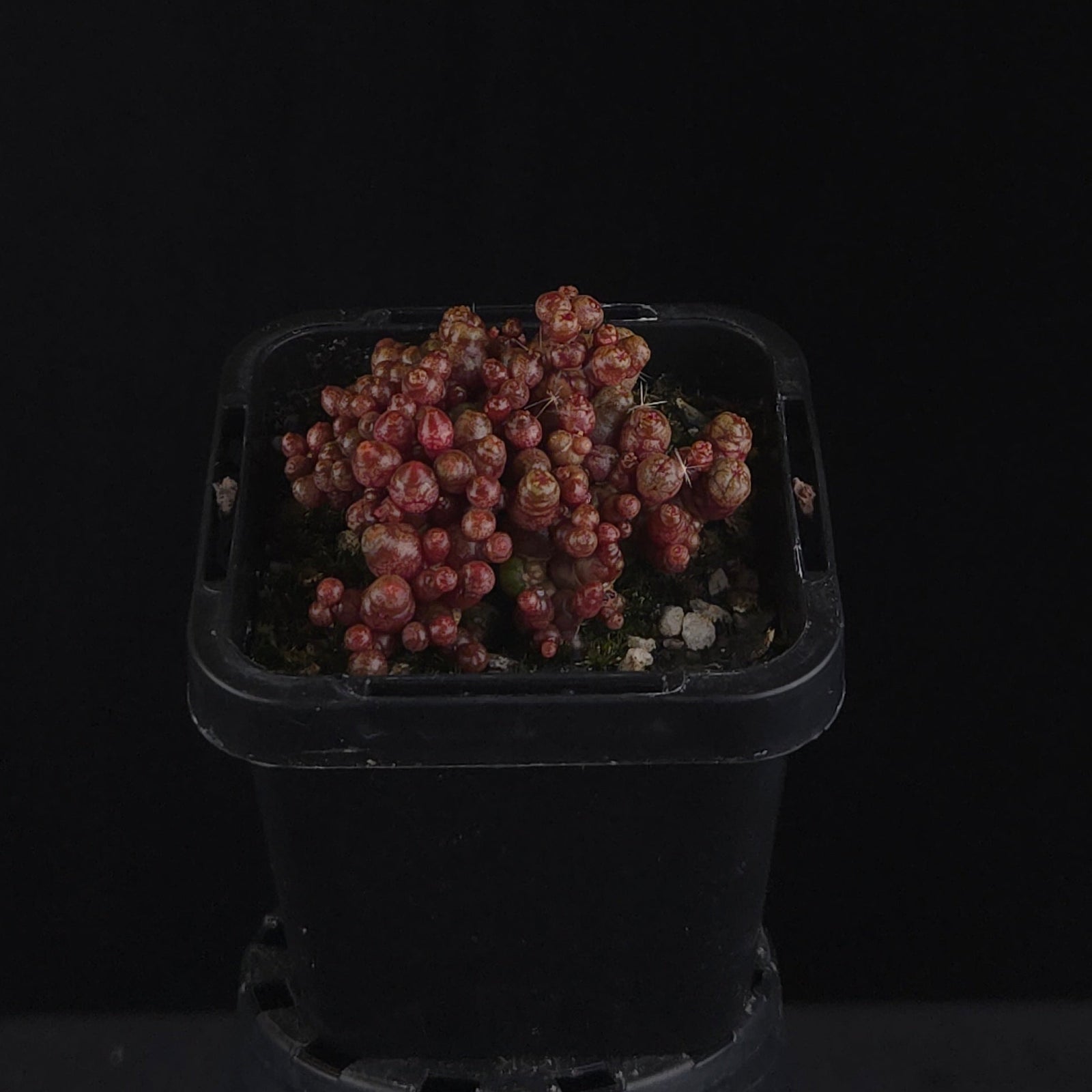 Mammillaria bocasana 'Saint Hugo'