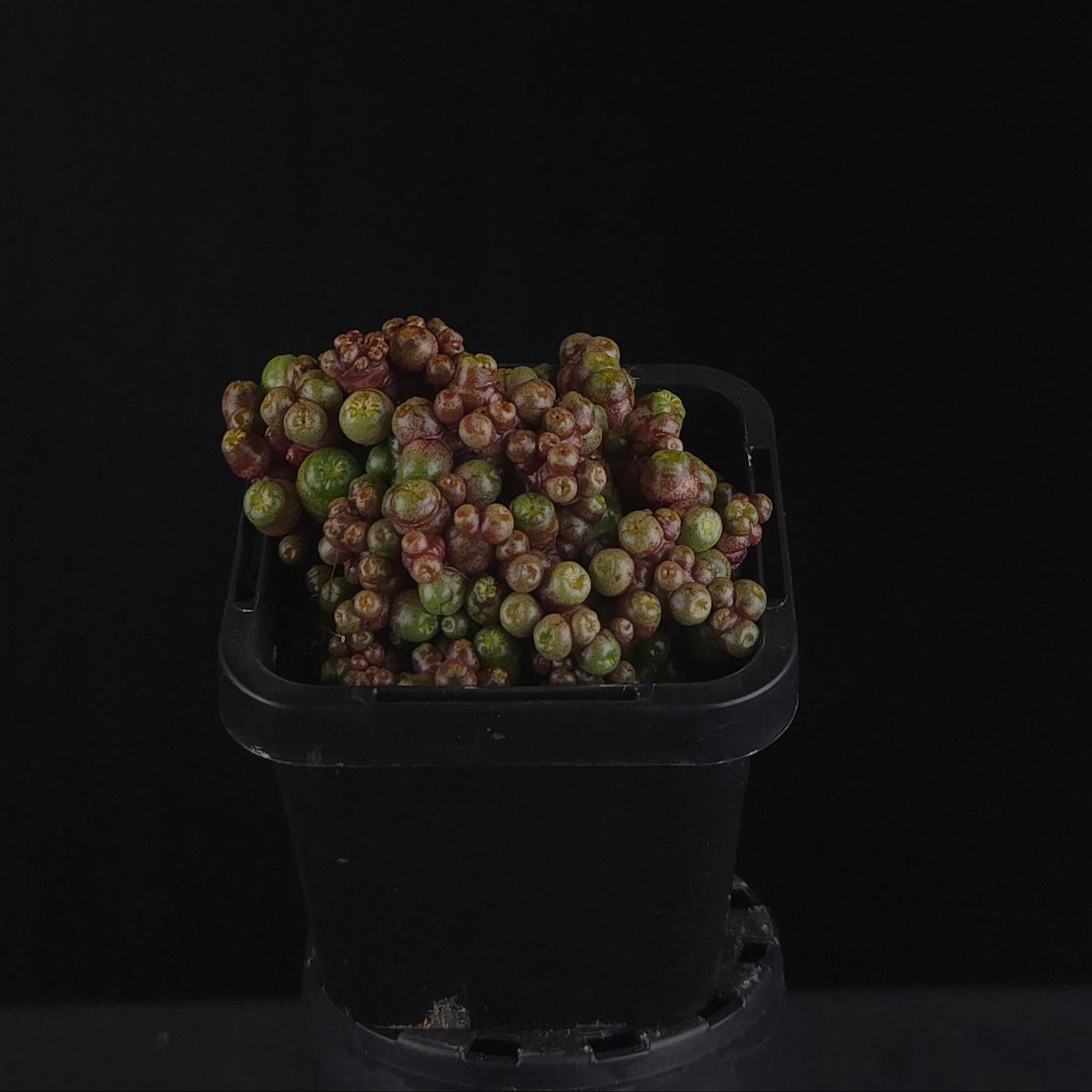 Mammillaria bocasana 'Saint Hugo'