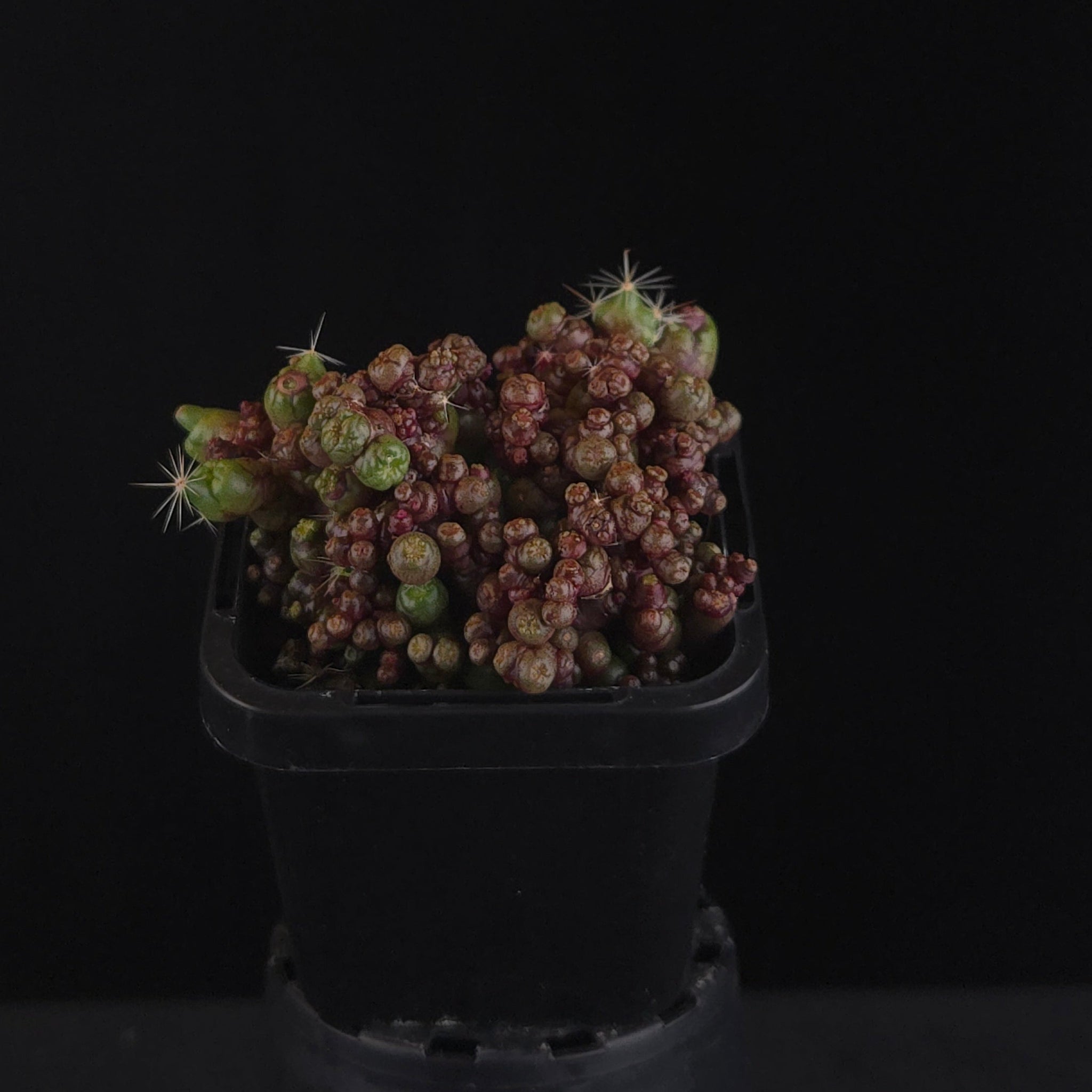 Mammillaria bocasana 'Saint Hugo'