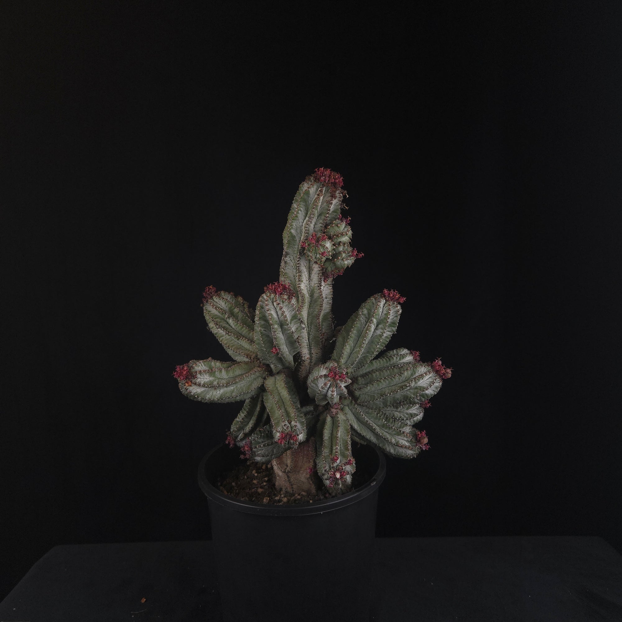 Euphorbia polygona 'Azure'