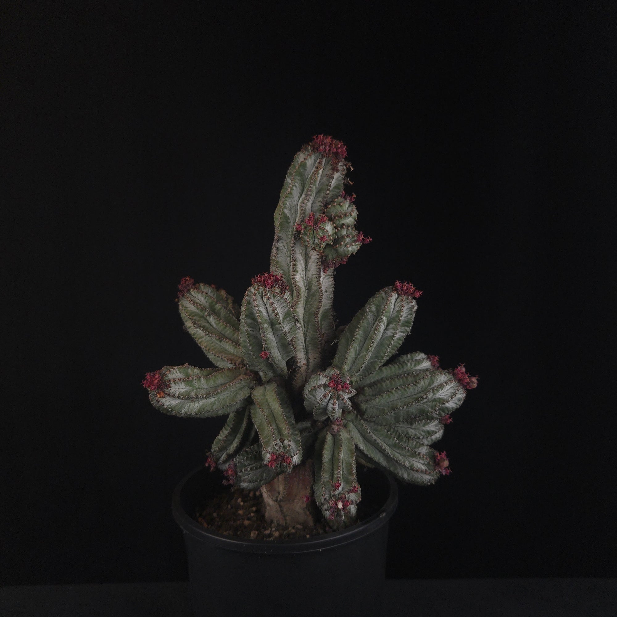 Euphorbia polygona 'Azure'