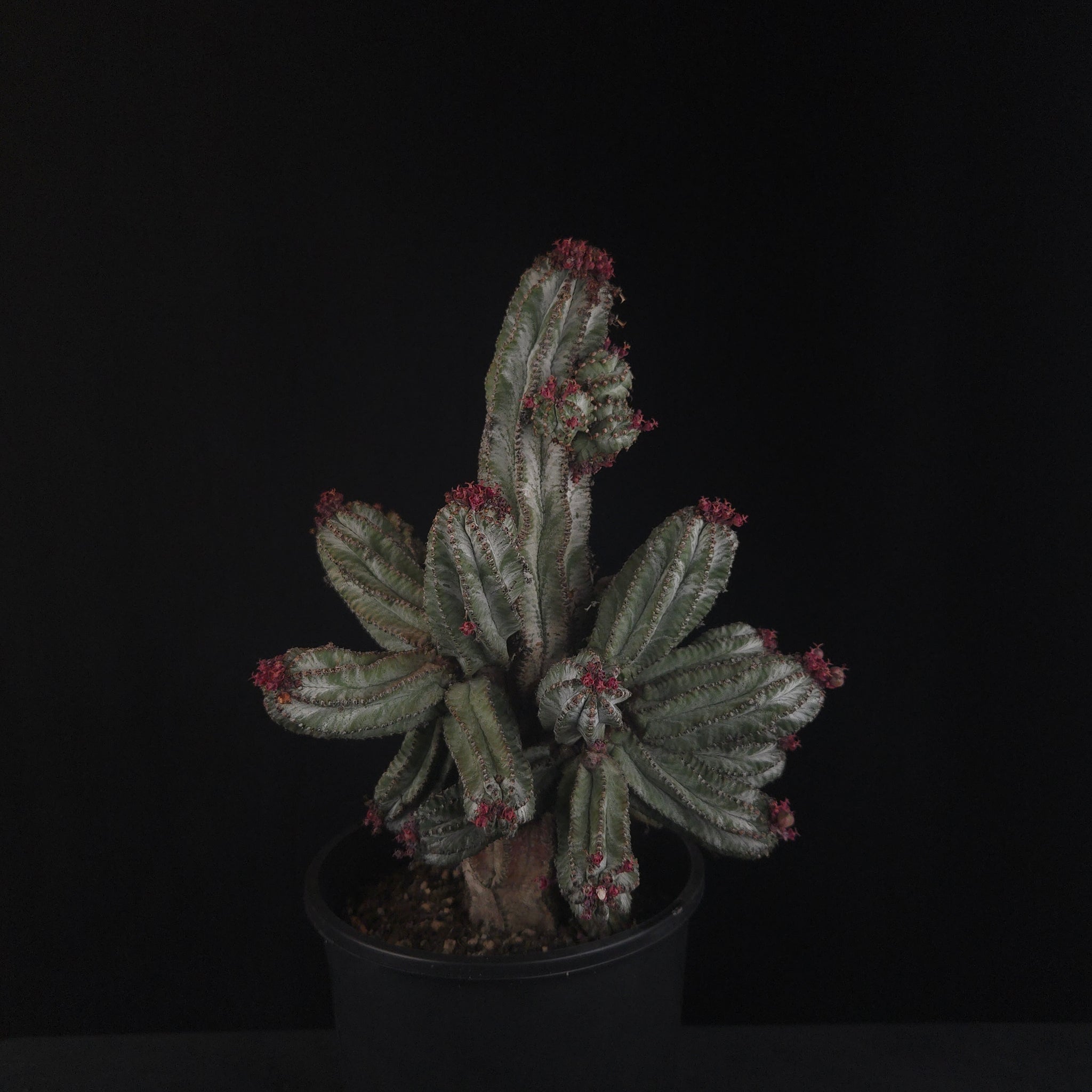 Euphorbia polygona 'Azure'