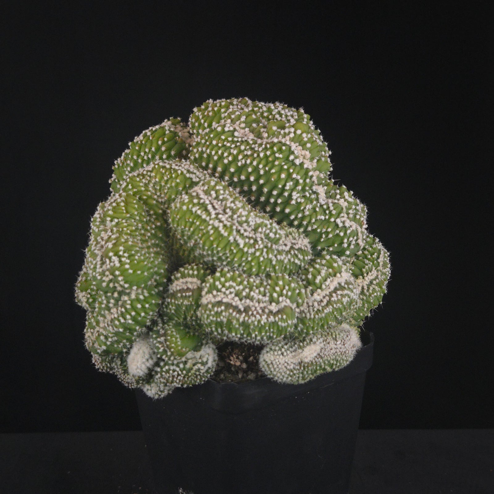 Echinopsis subdenudata f. cristata (syn. subdenudatus) - One Off Specials