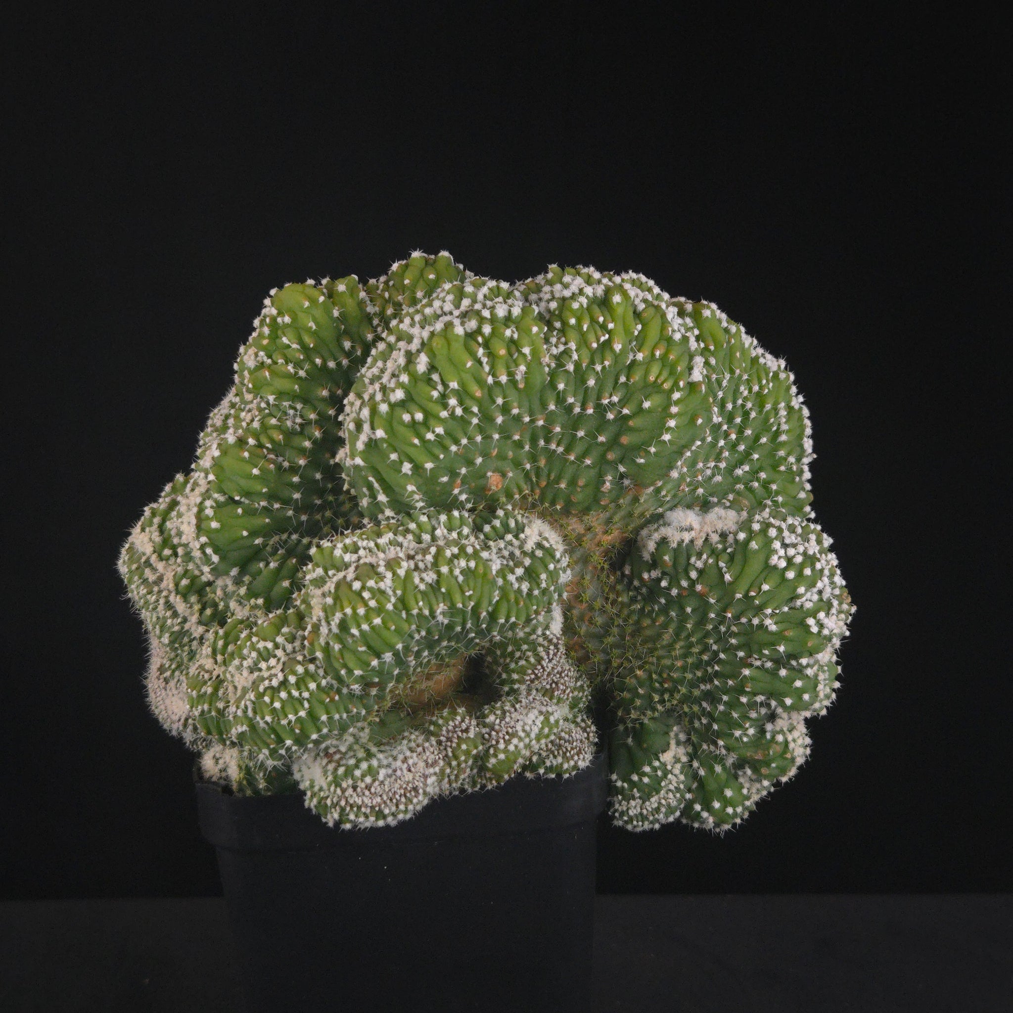 Echinopsis subdenudata f. cristata (syn. subdenudatus) - One Off Specials
