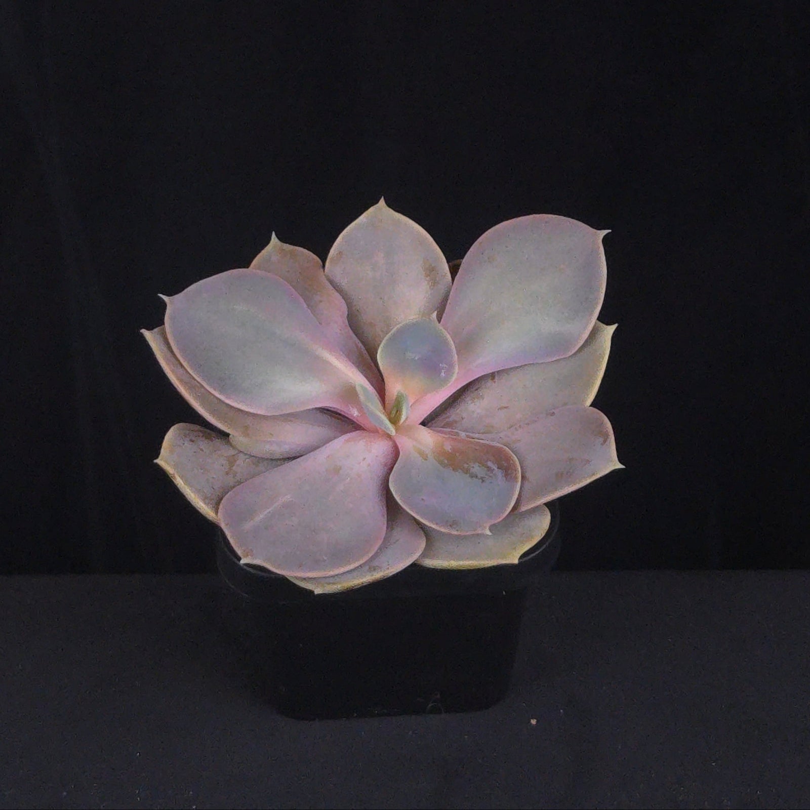Echeveria 'Valkyrie Trumpet'