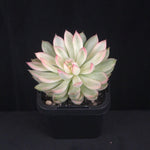 Echeveria 'Membina' Variegated