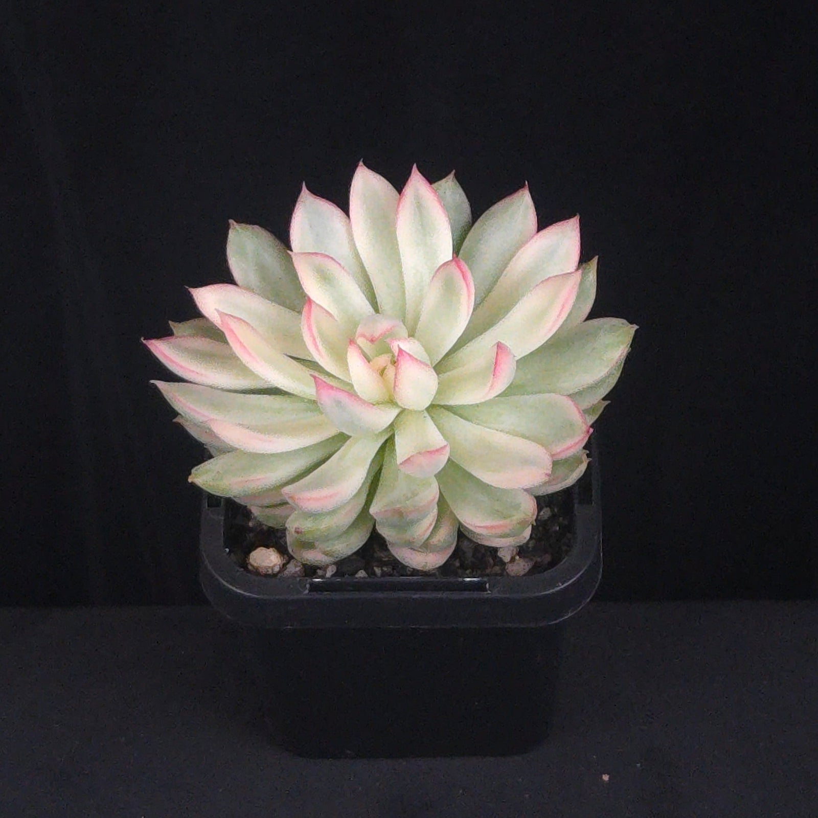 Echeveria 'Membina' Variegated