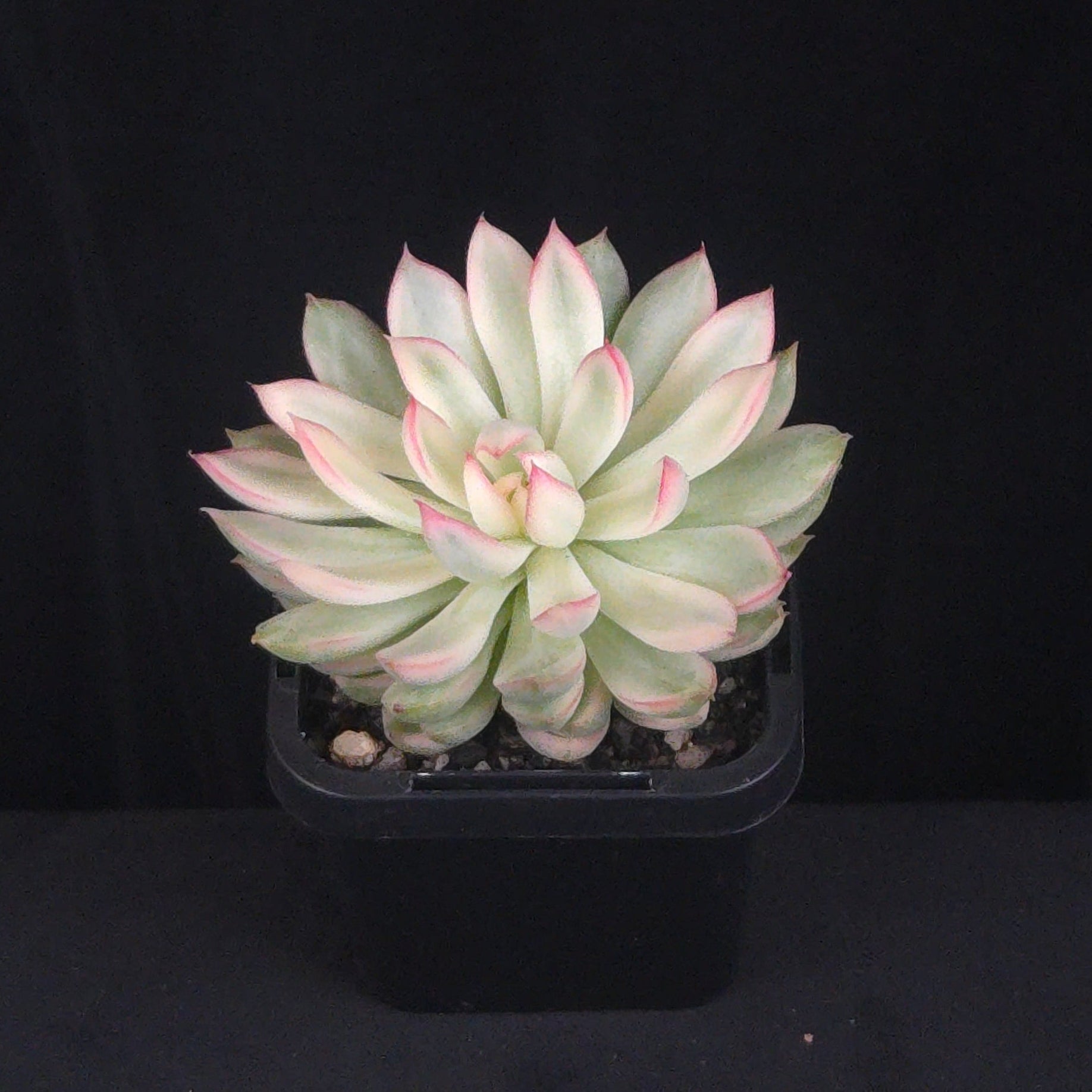 Echeveria 'Membina' Variegated