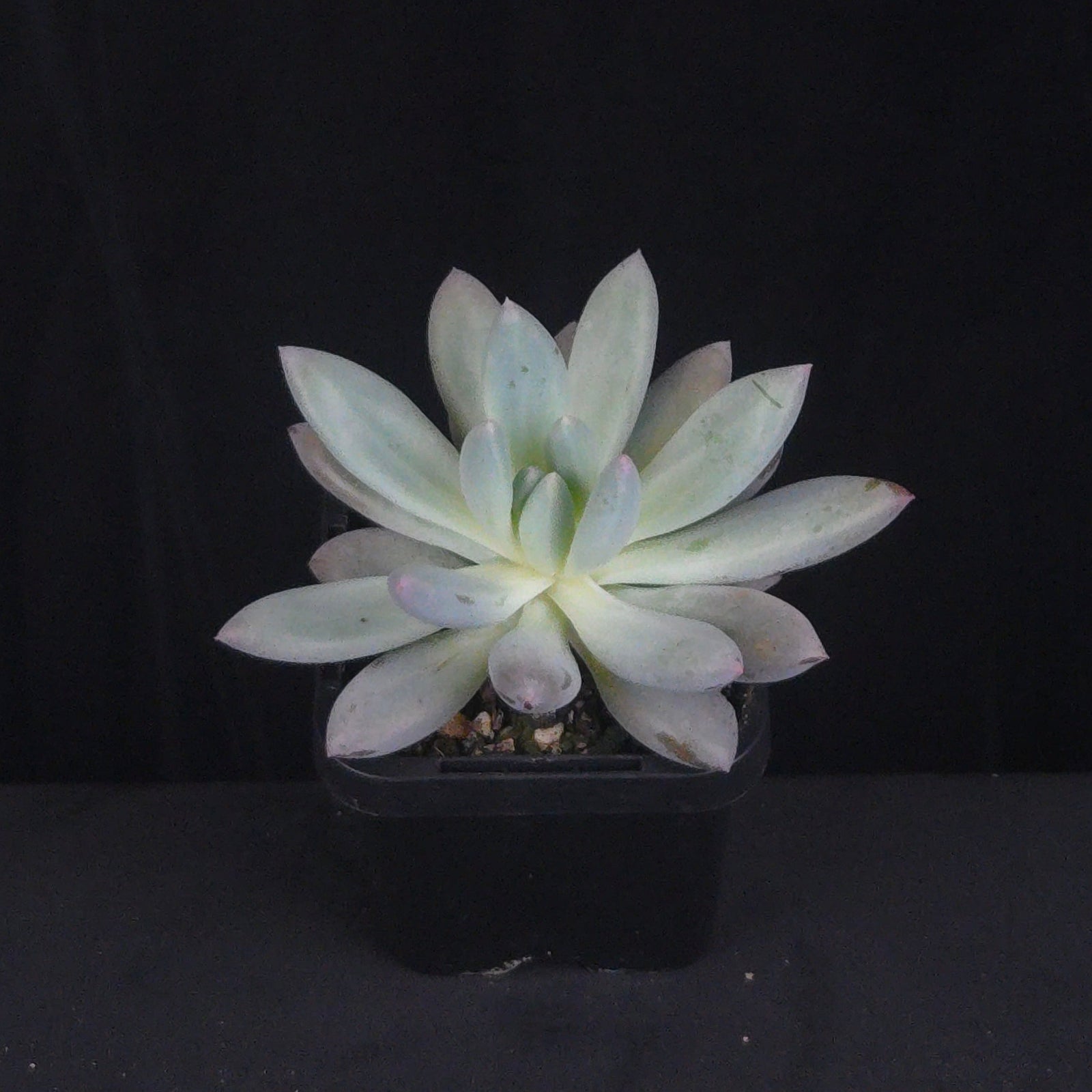 Pachyphytum 'Hana Byul'