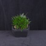 Acorus gramineus (Dwarf Form)