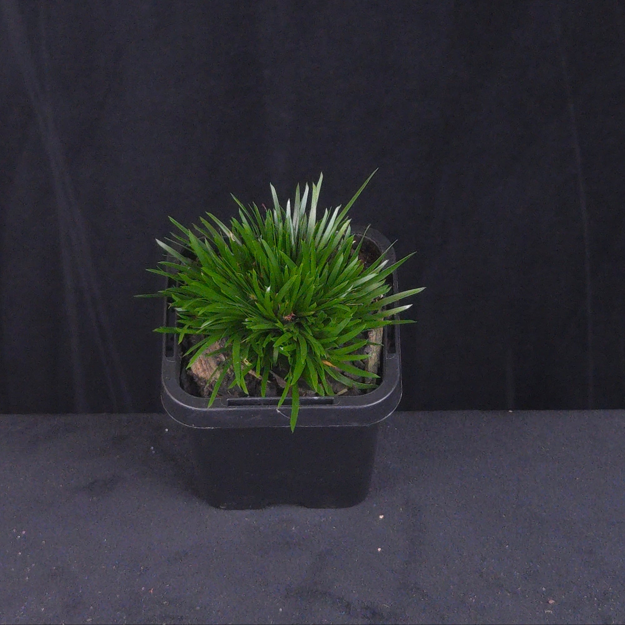 Acorus gramineus (Dwarf Form)