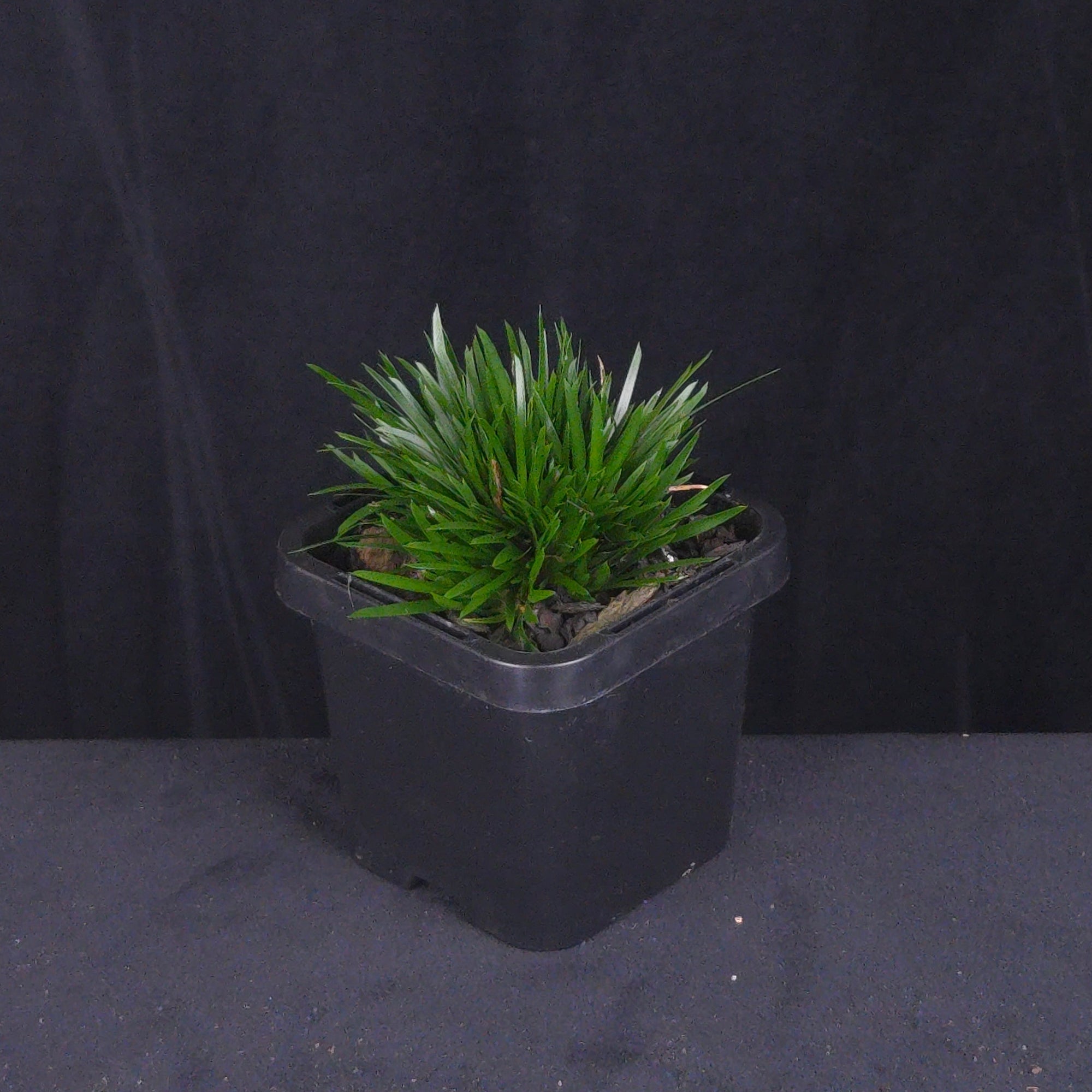 Acorus gramineus (Dwarf Form)