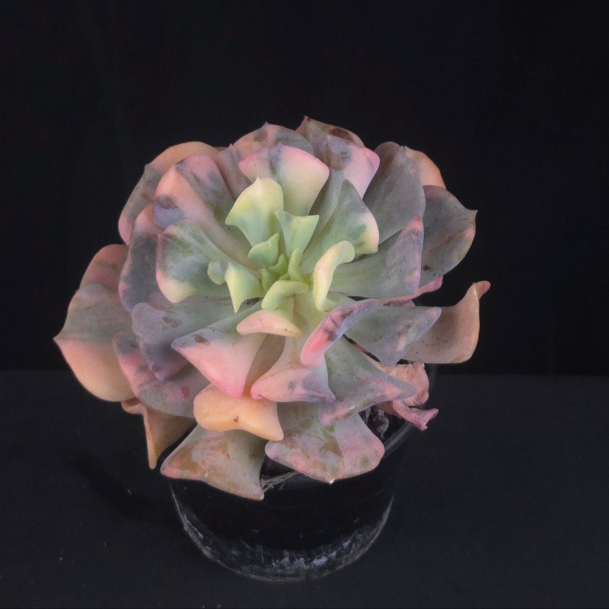 Echeveria 'Cubic Frost Variegata'