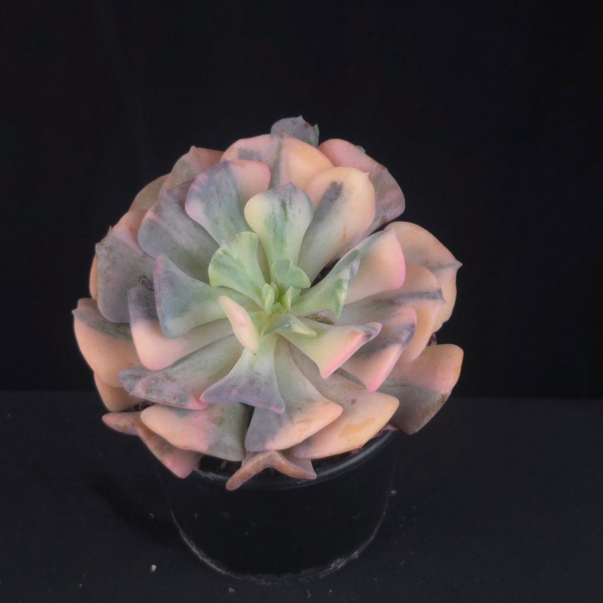 Echeveria 'Cubic Frost Variegata'