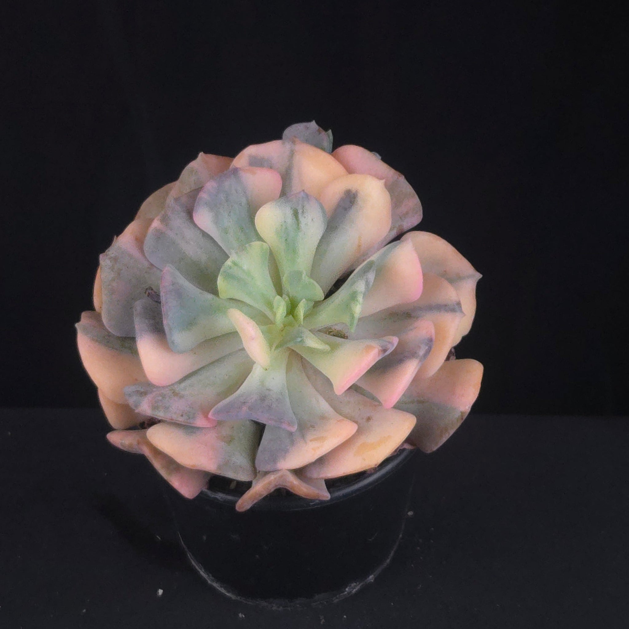 Echeveria 'Cubic Frost Variegata'