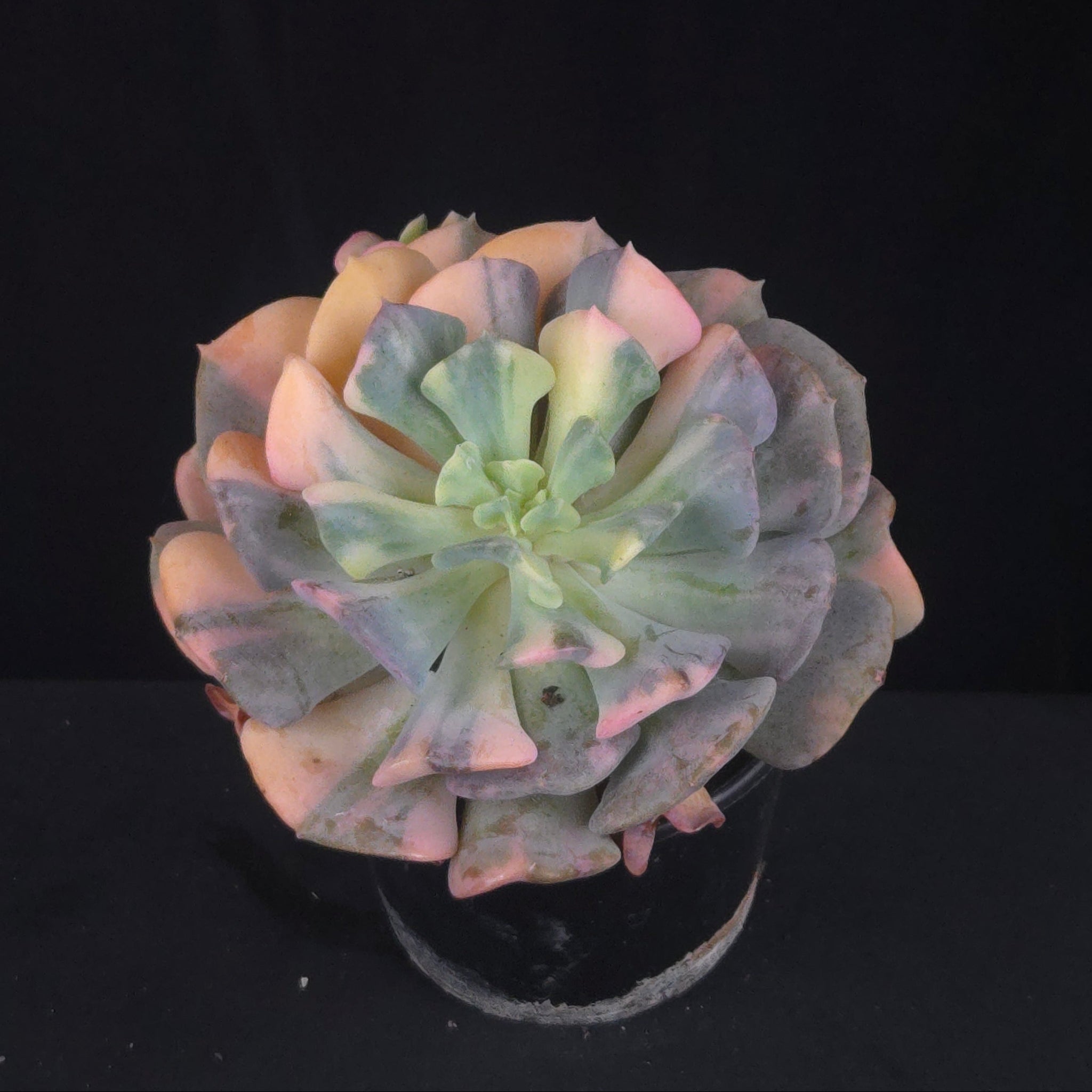 Echeveria 'Cubic Frost Variegata'