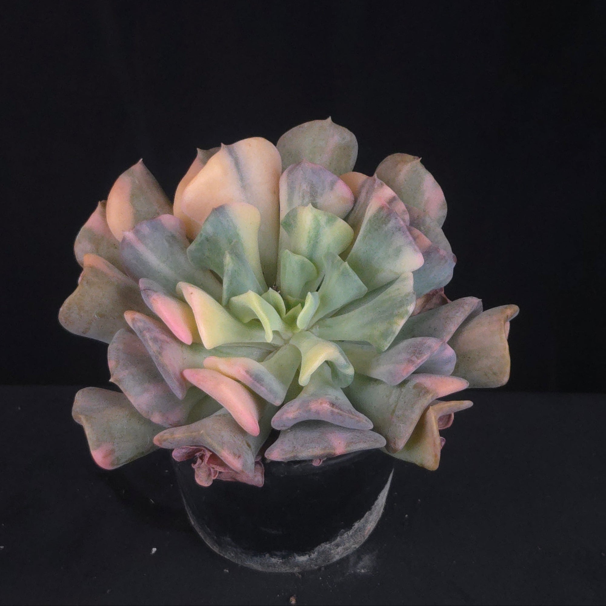 Echeveria 'Cubic Frost Variegata'