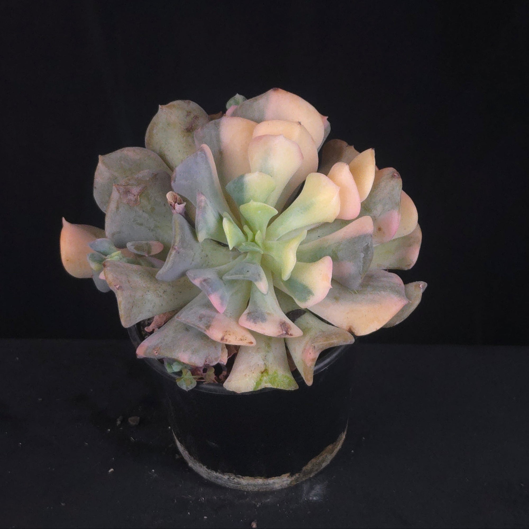 Echeveria 'Cubic Frost Variegata'