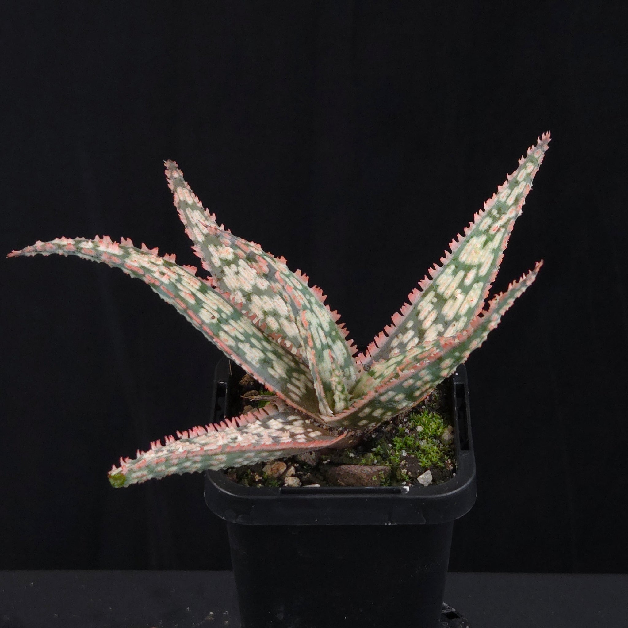 Aloe Fantasy Hybrids