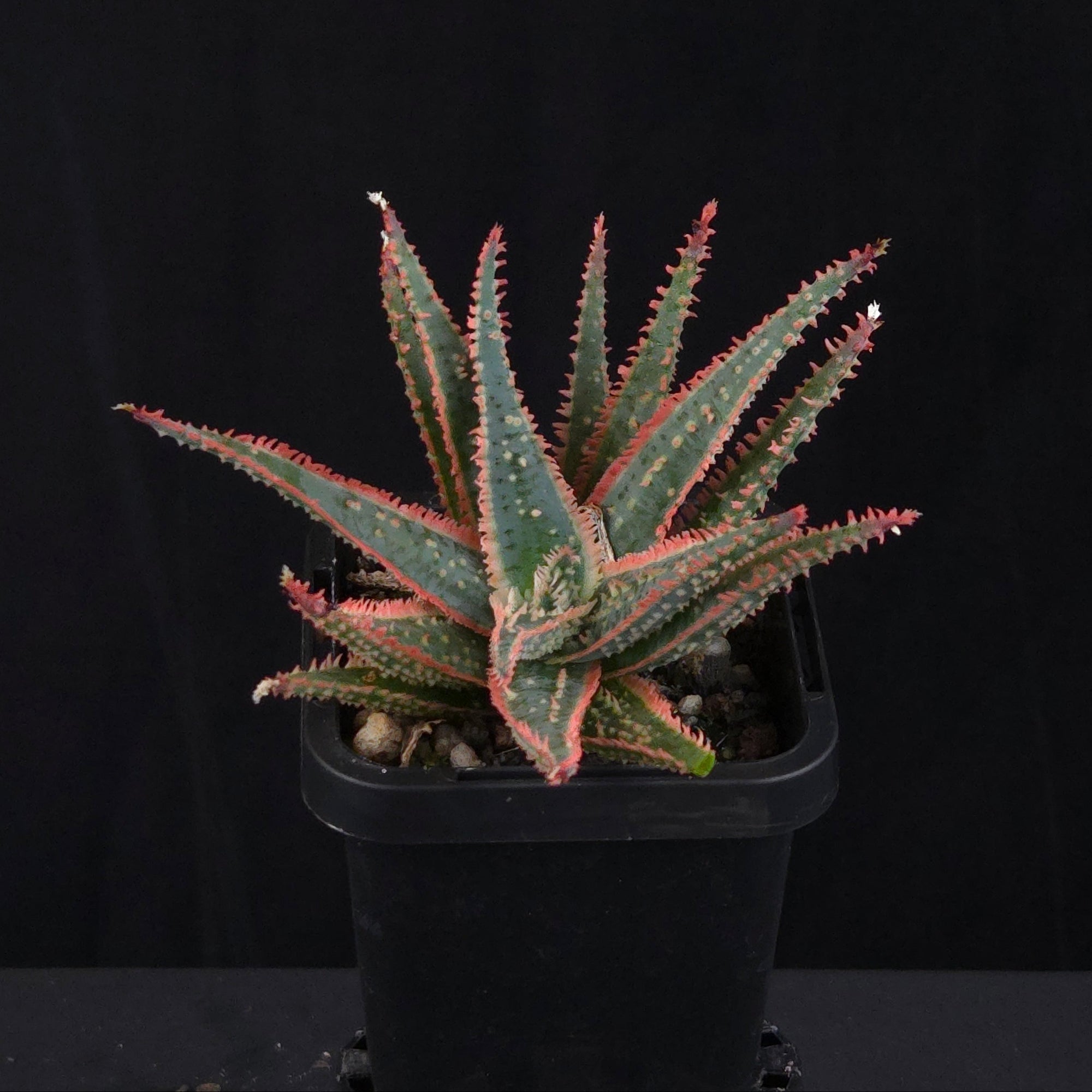 Aloe Fantasy Hybrids