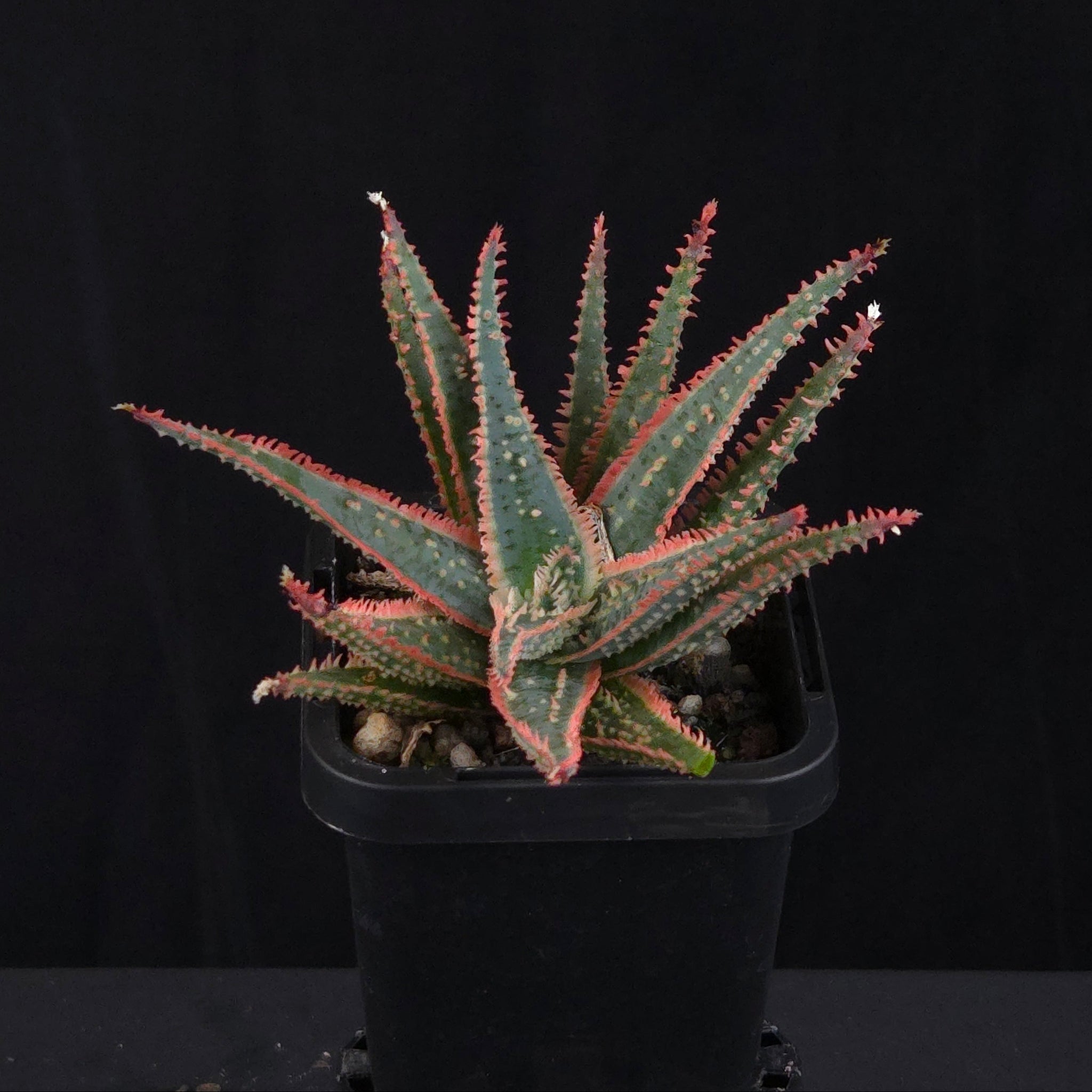 Aloe Fantasy Hybrids