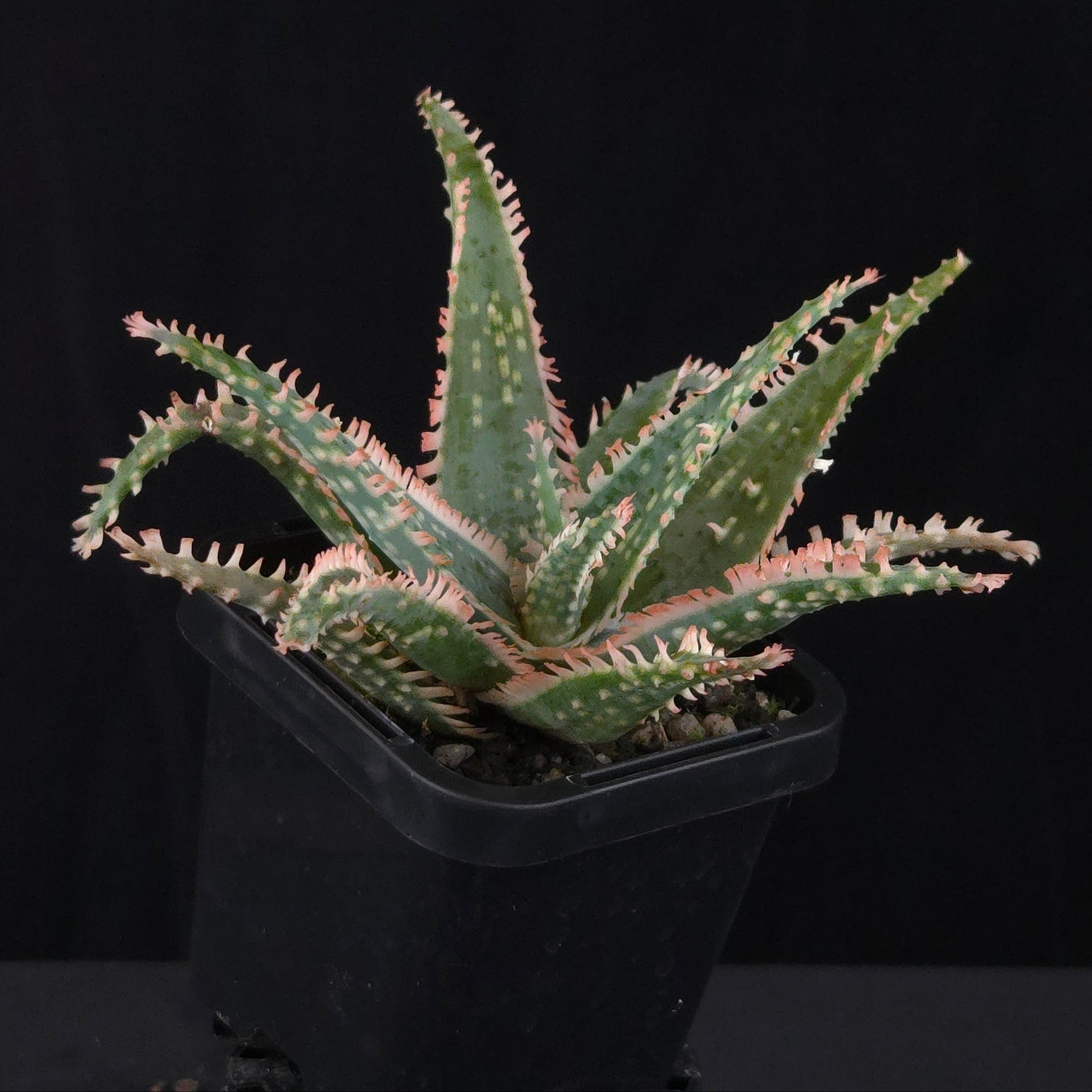 Aloe Fantasy Hybrids