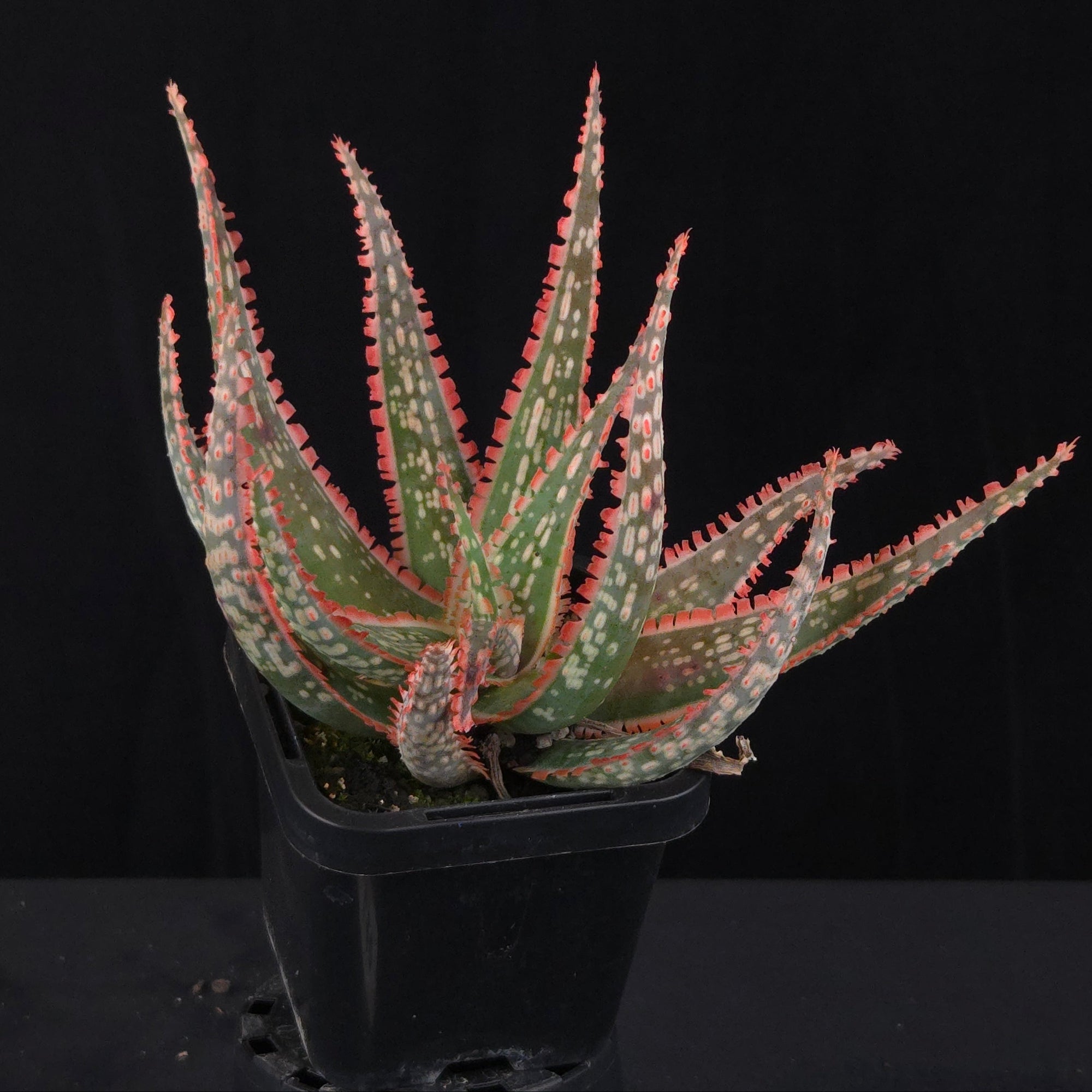 Aloe Fantasy Hybrids