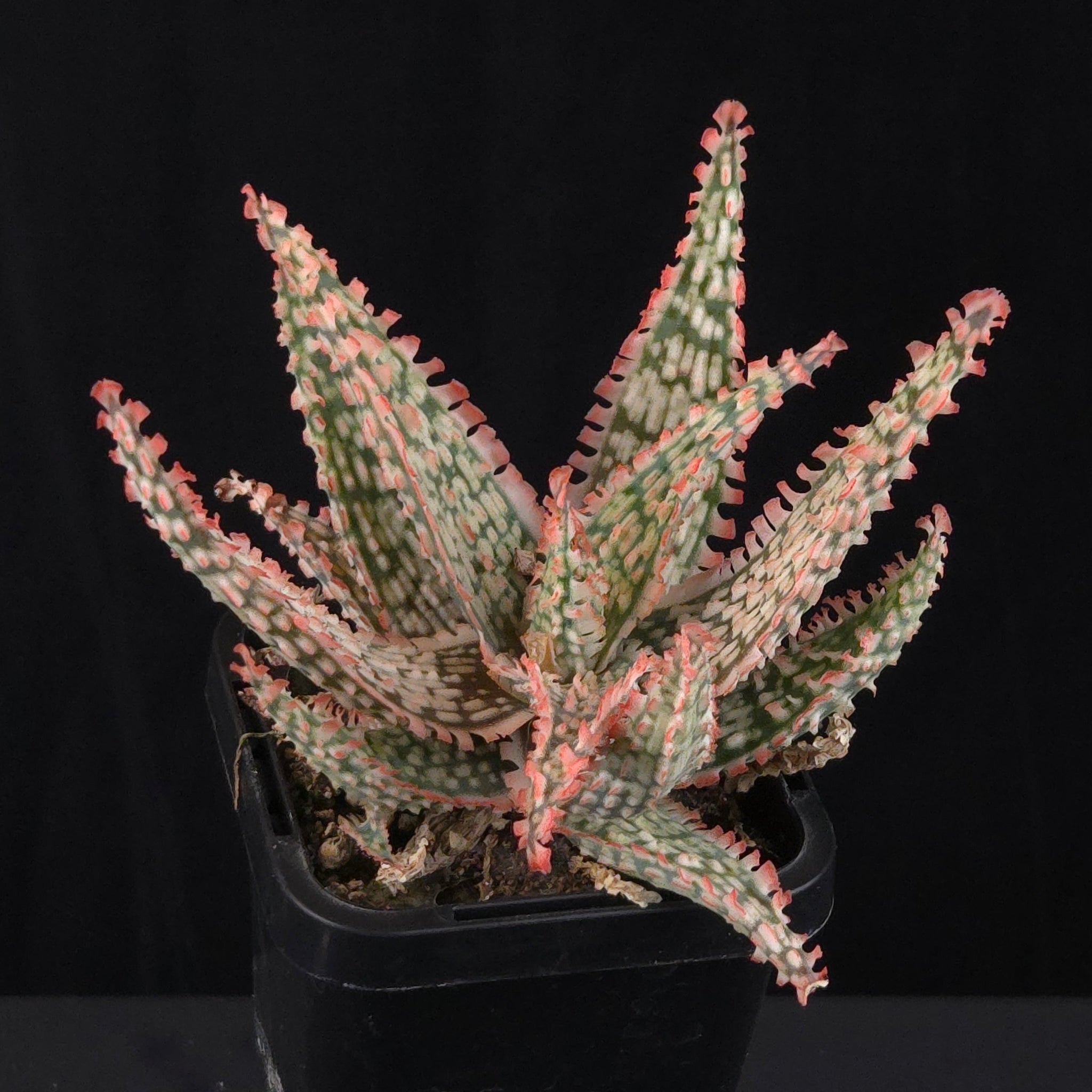 Aloe Fantasy Hybrids