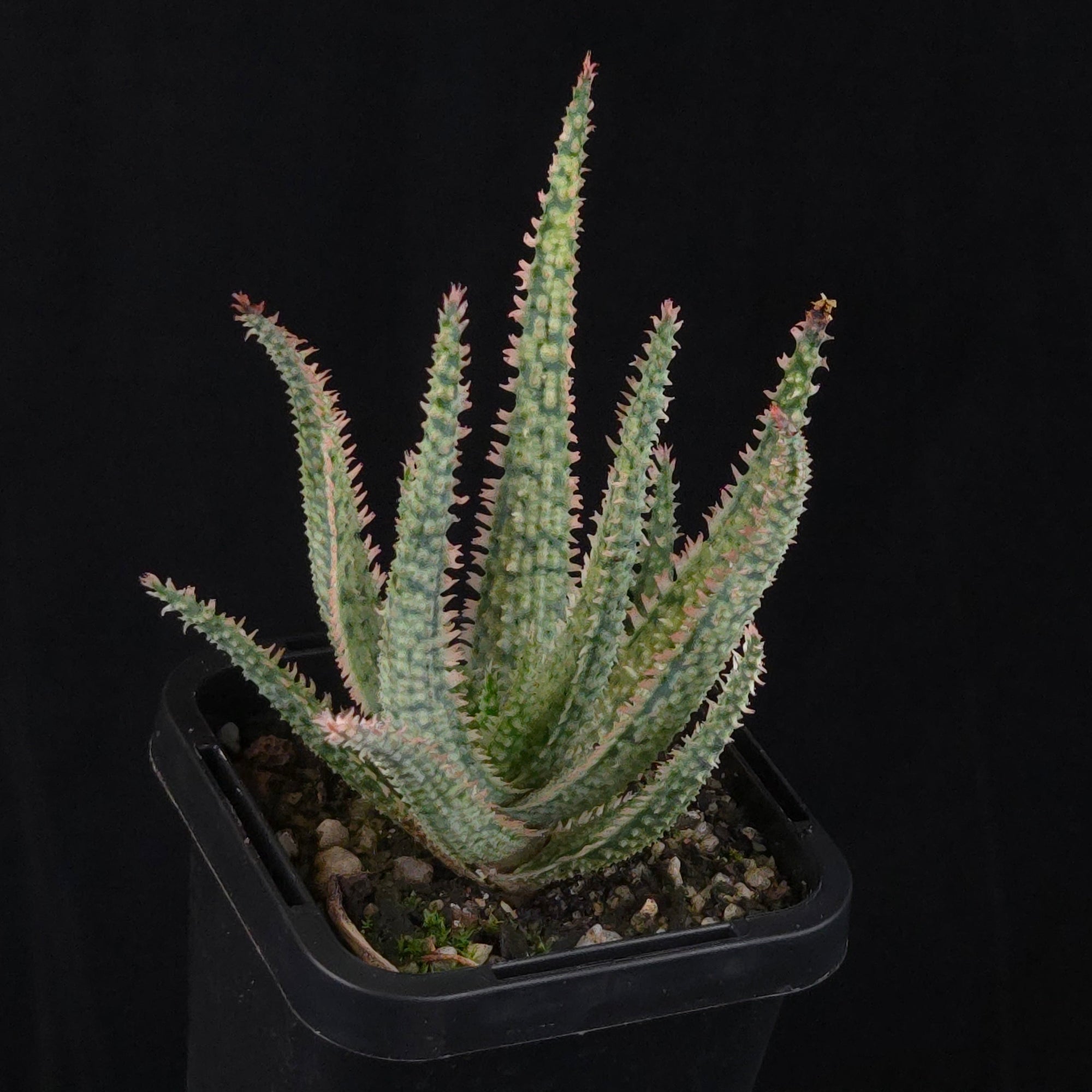 Aloe Fantasy Hybrids