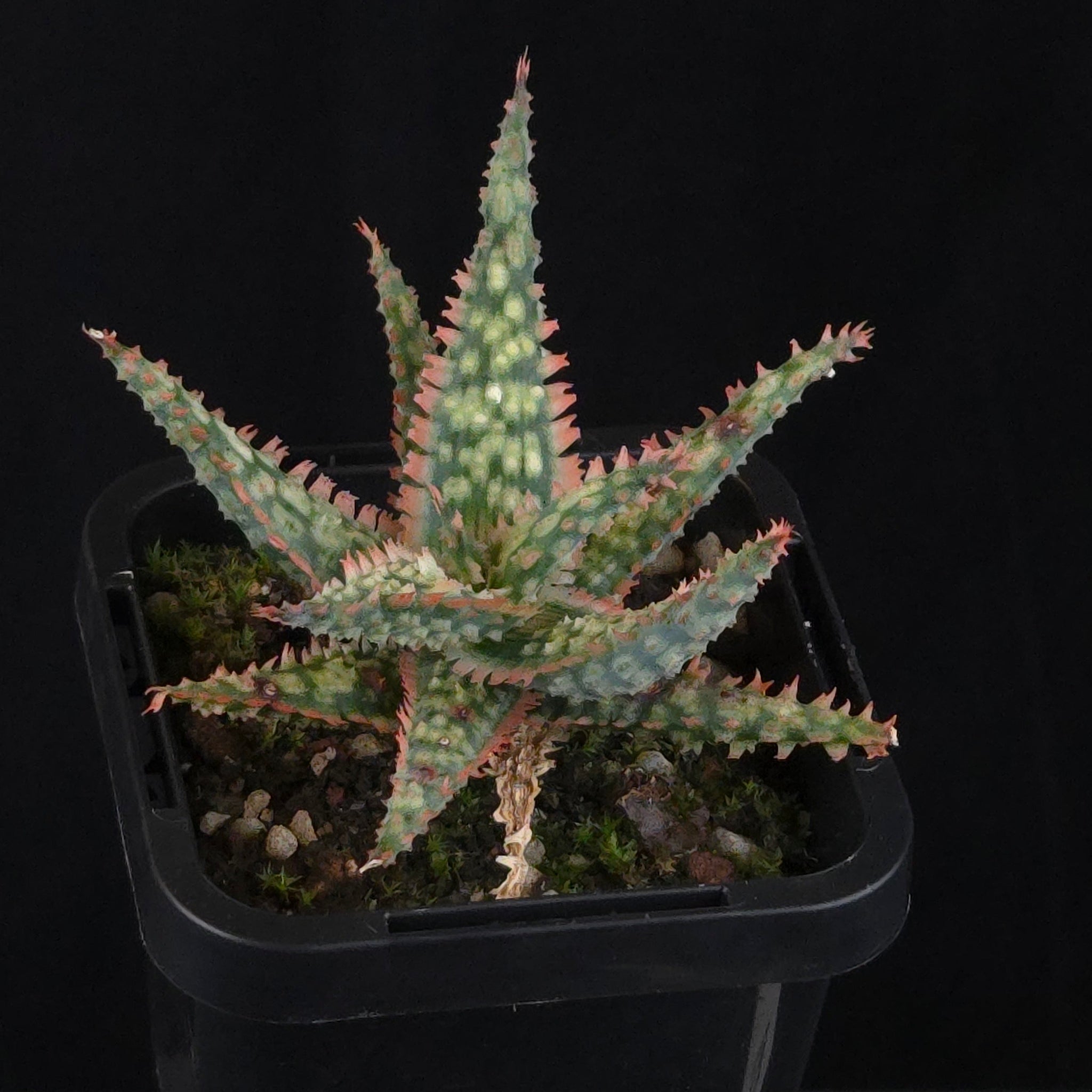 Aloe Fantasy Hybrids