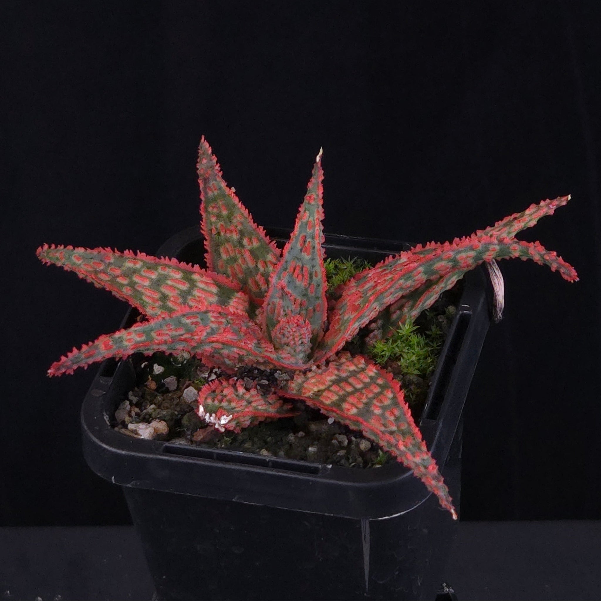 Aloe Fantasy Hybrids